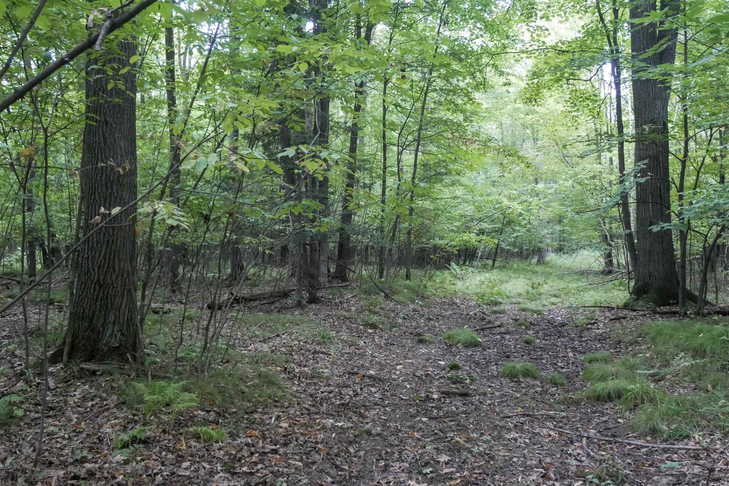 +/-80 Acres Pine Avenue Property Photo 1