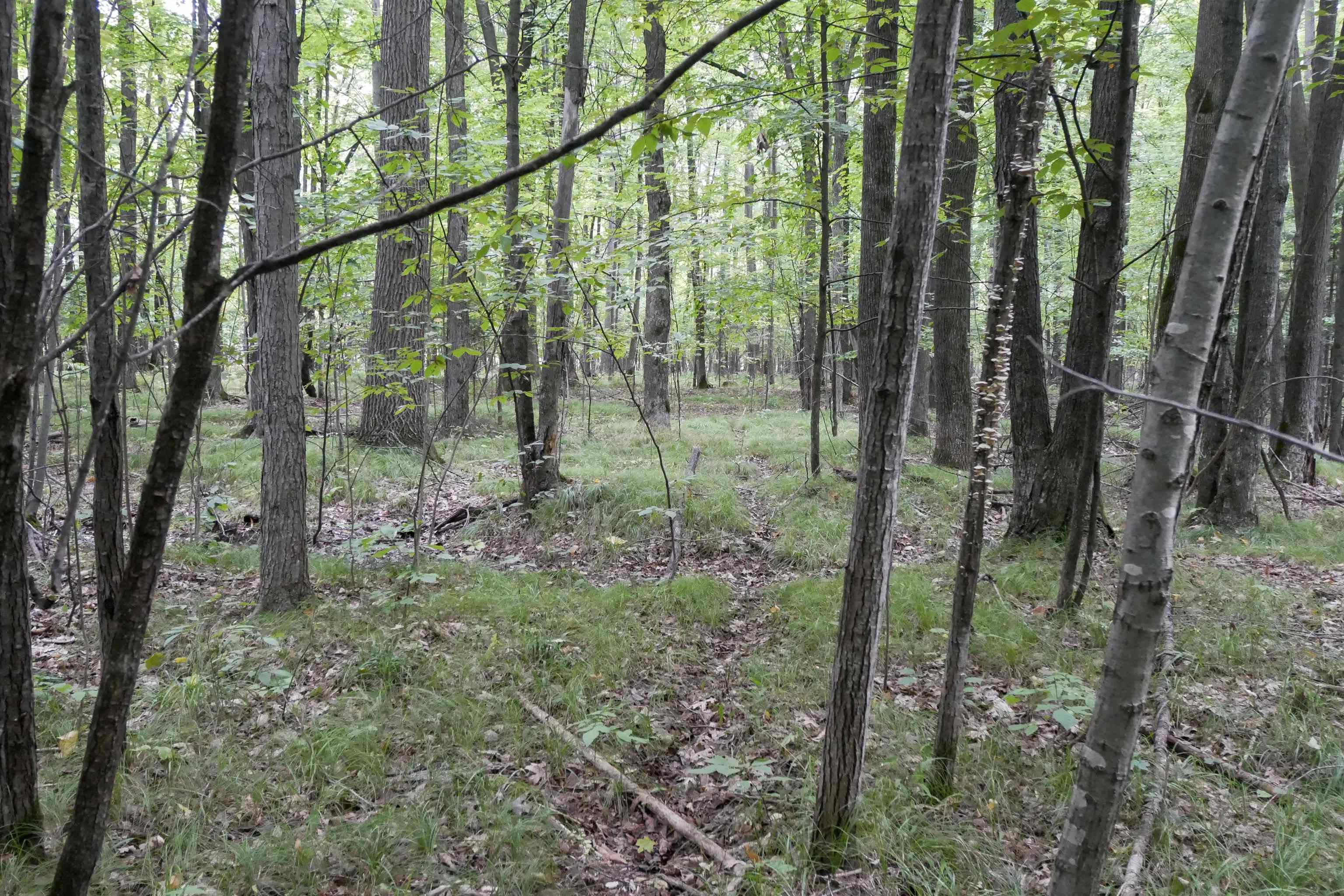 +/-80 Acres Pine Avenue Property Photo 2