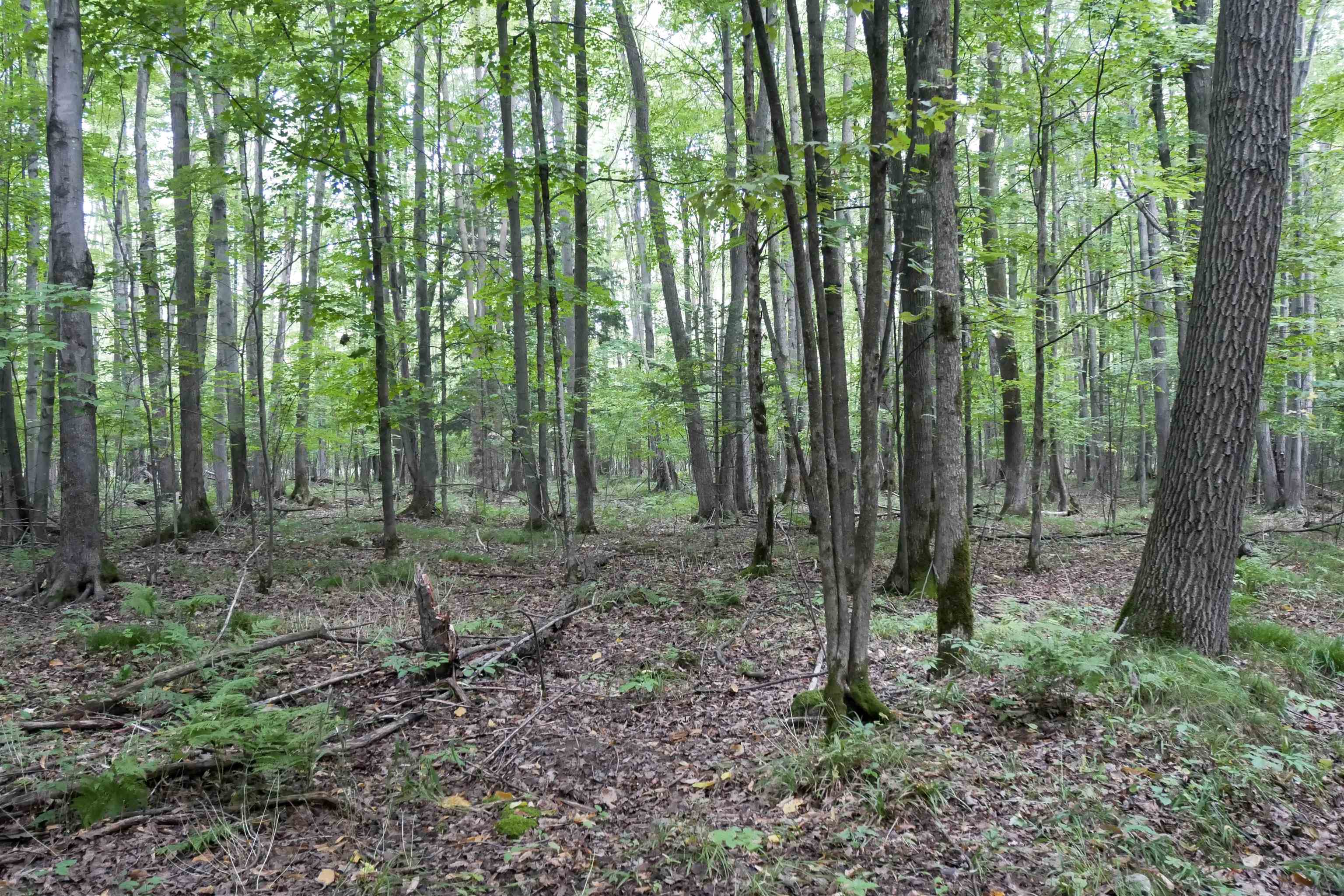 +/-80 Acres Pine Avenue Property Photo 3