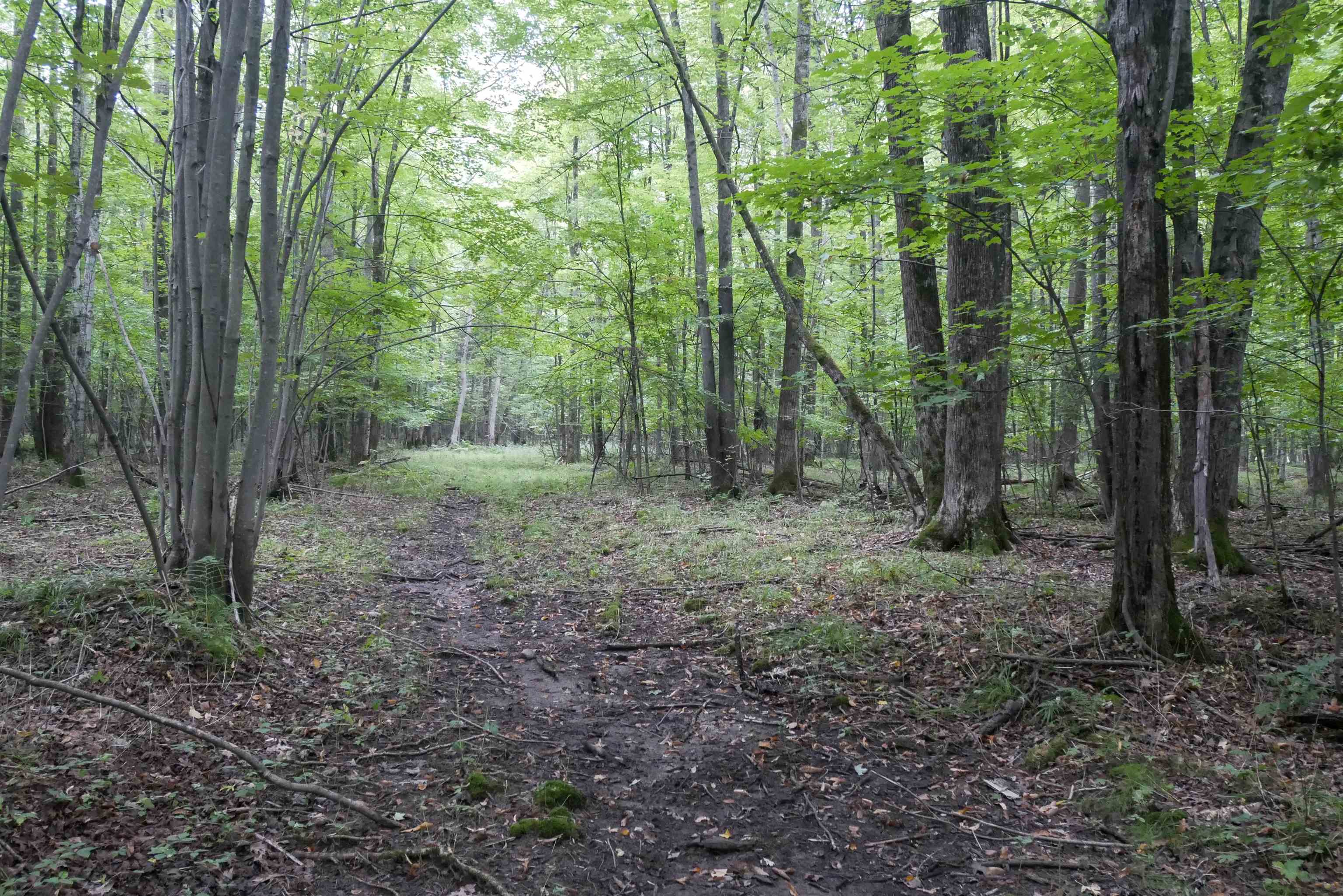 +/-80 Acres Pine Avenue Property Photo 4