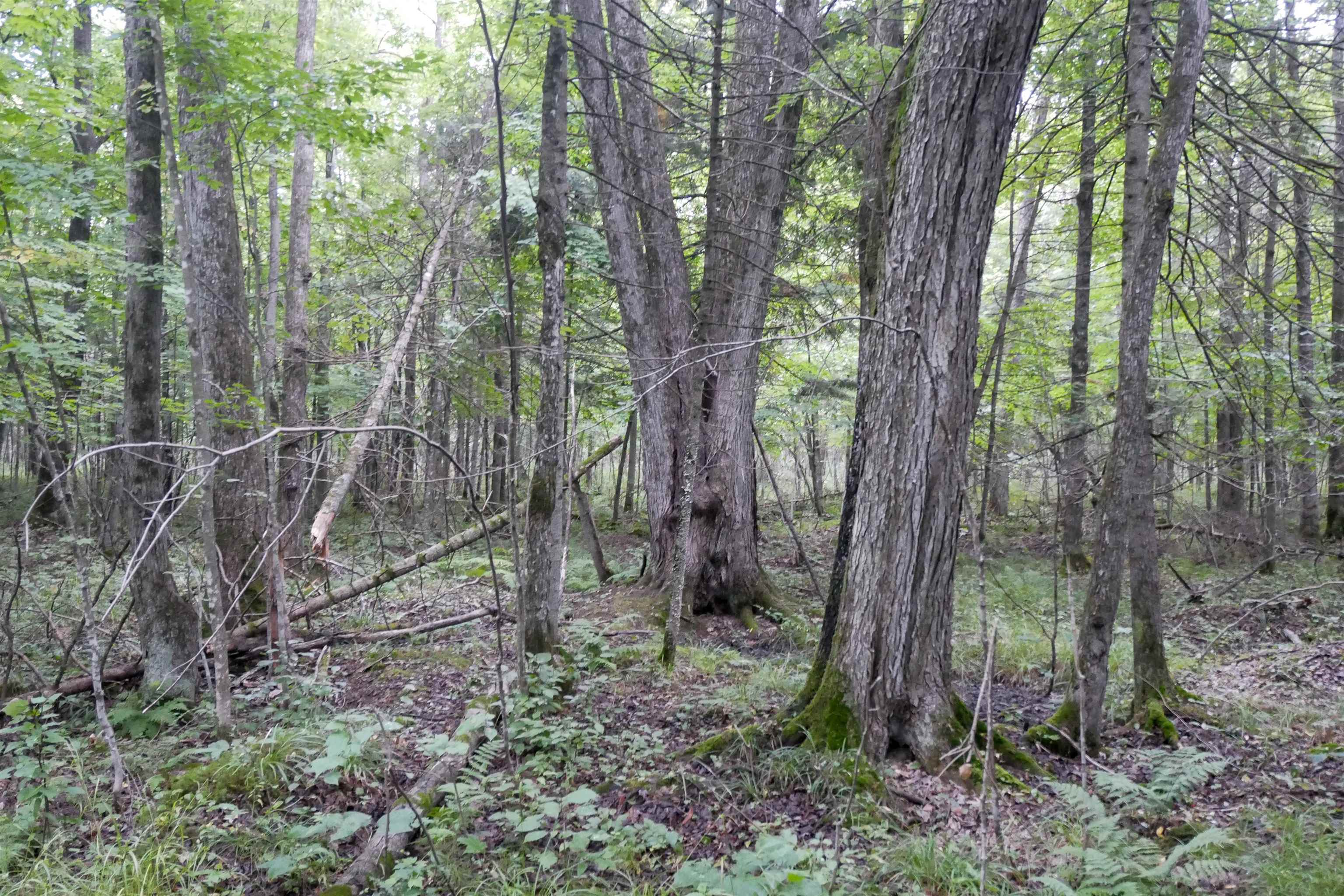 +/-80 Acres Pine Avenue Property Photo 5