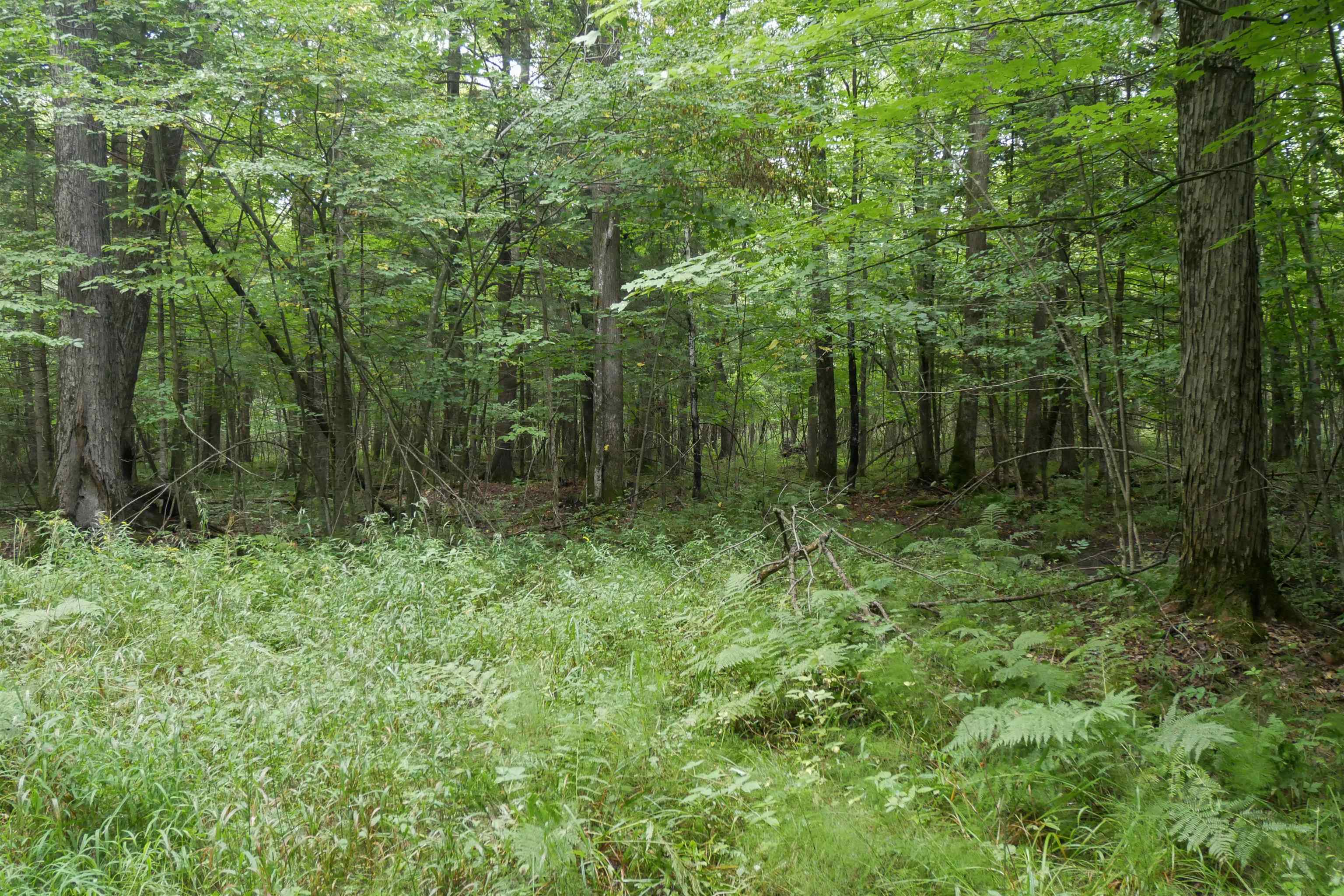 +/-80 Acres Pine Avenue Property Photo 6