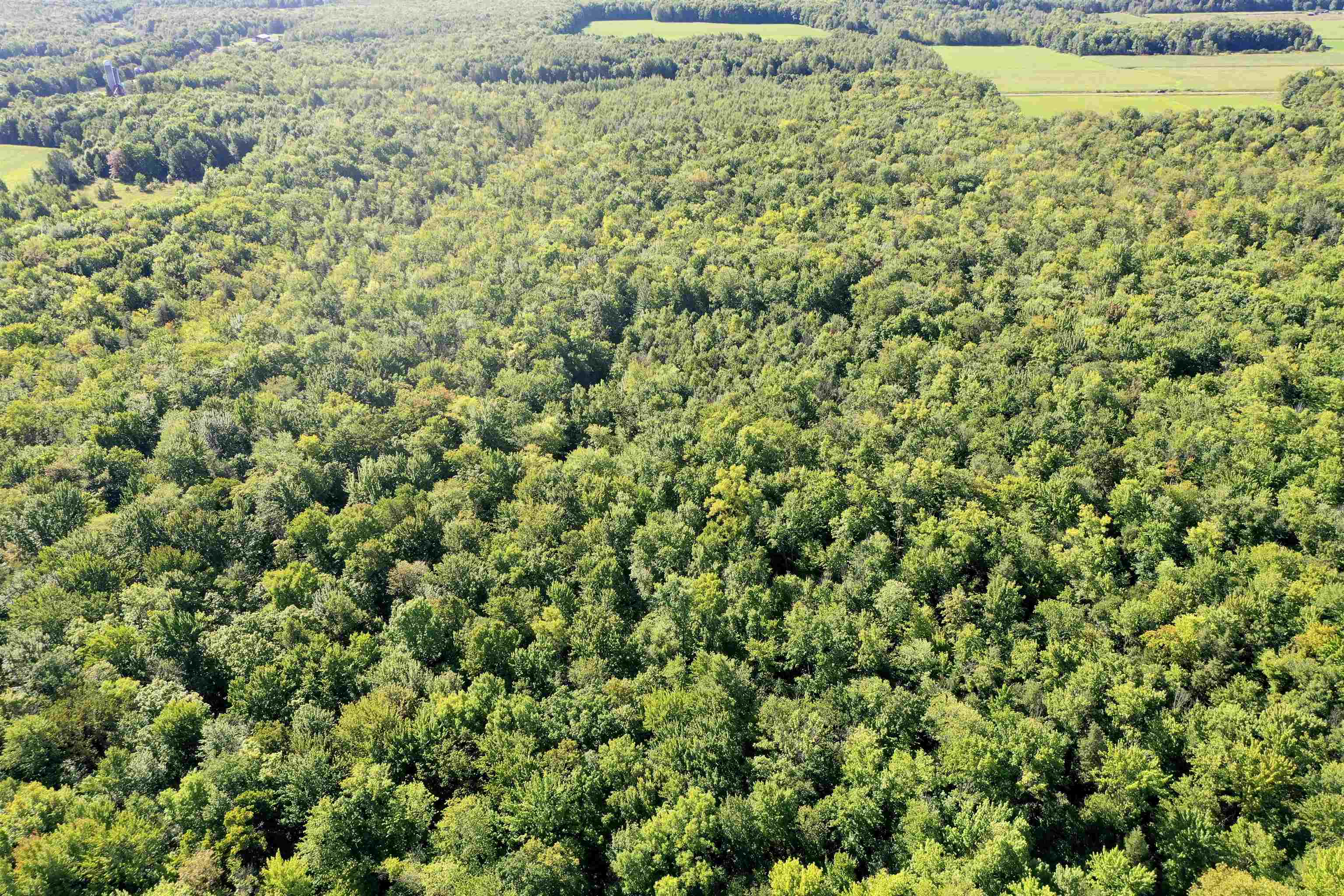 +/-80 Acres Pine Avenue Property Photo 10