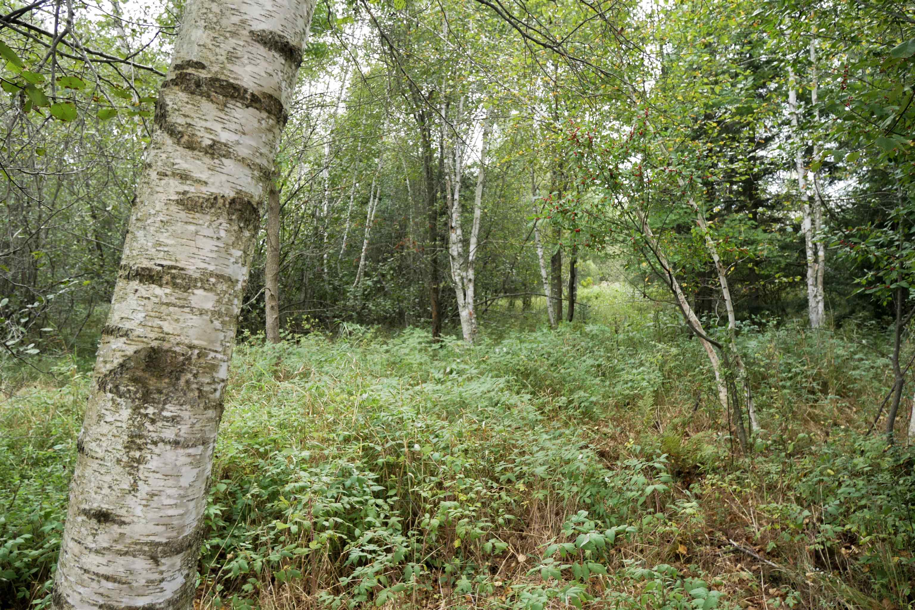 +/-36.29 Acres Oriole Drive Property Photo 5