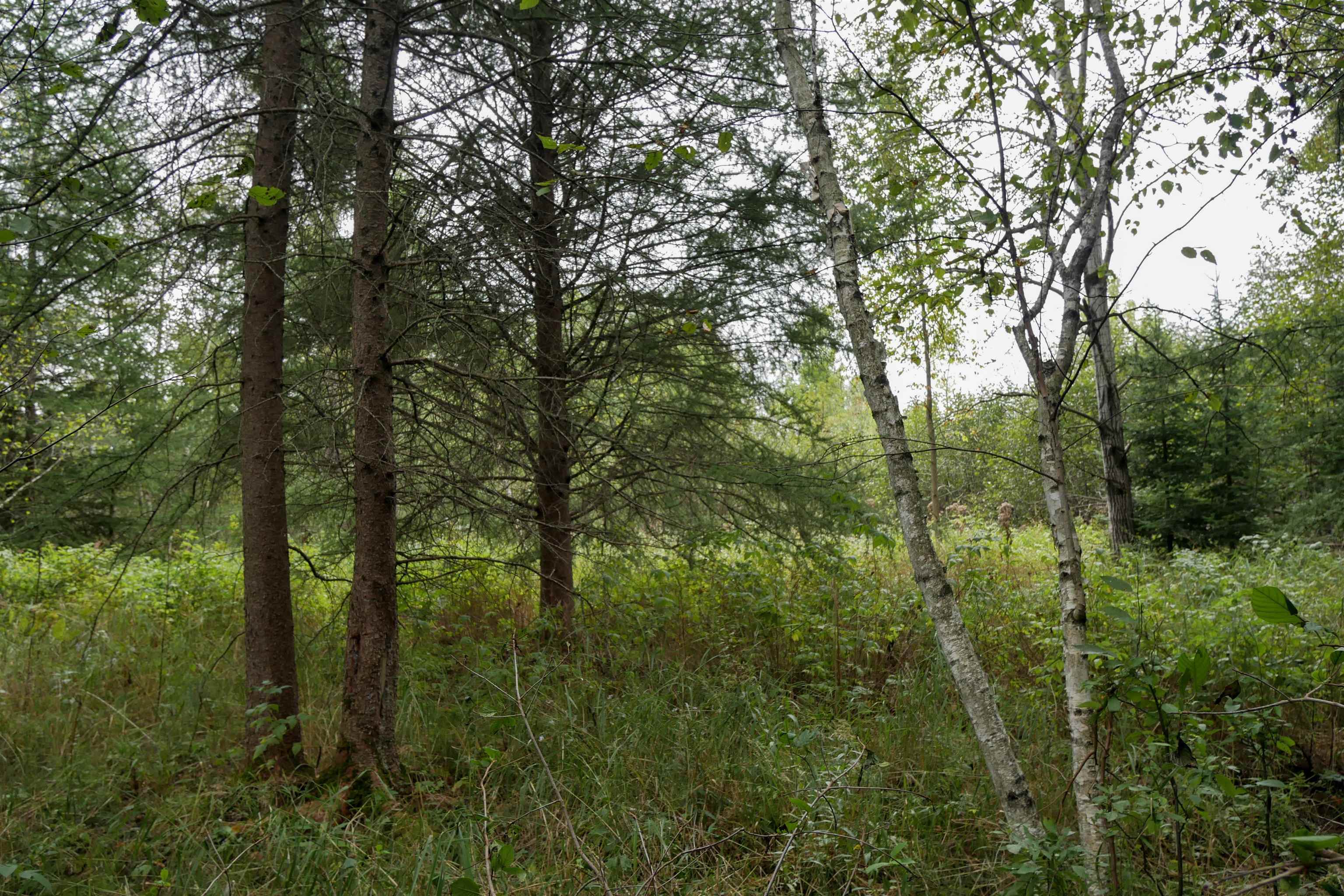 +/-36.29 Acres Oriole Drive Property Photo 6