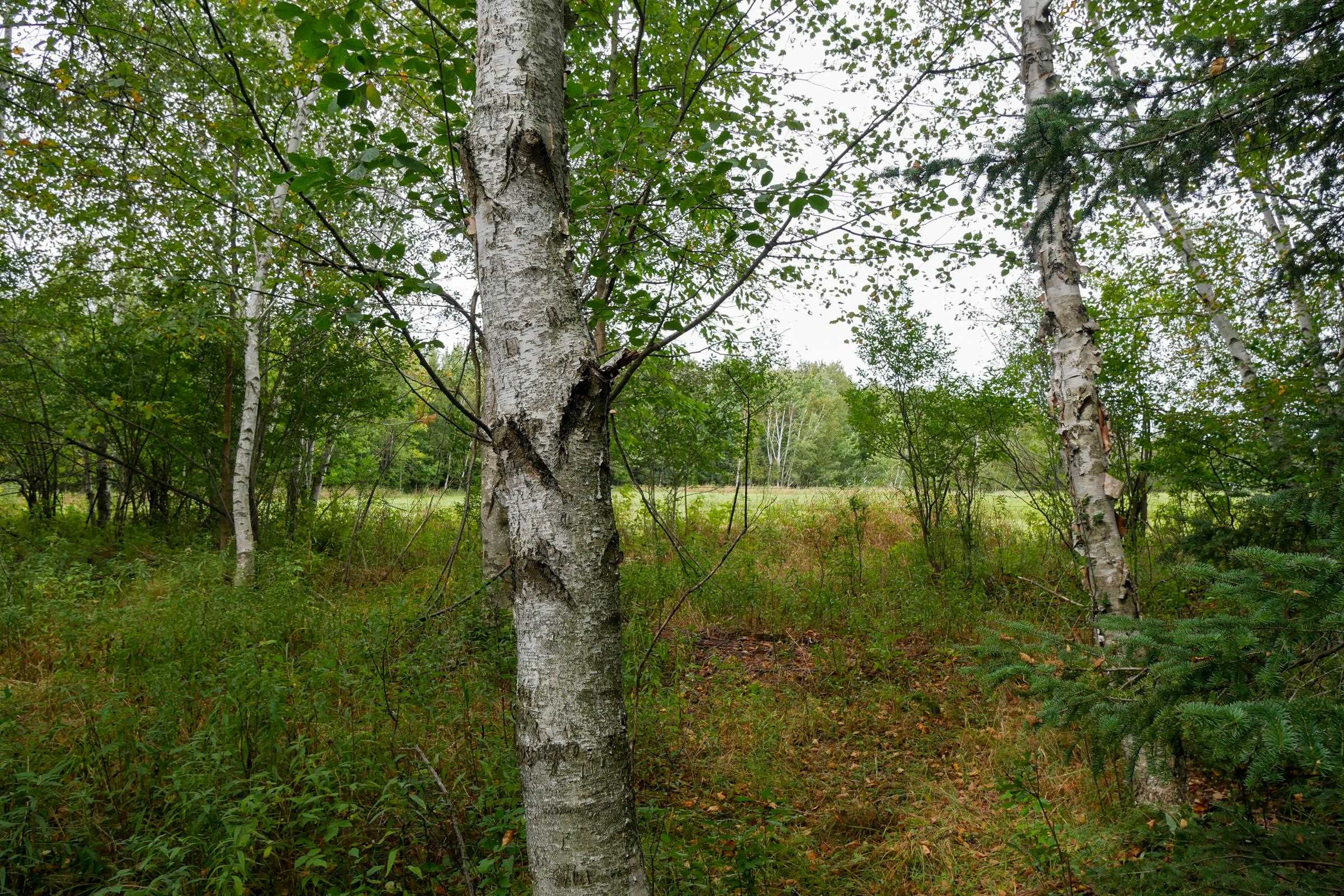 +/-36.29 Acres Oriole Drive Property Photo 7