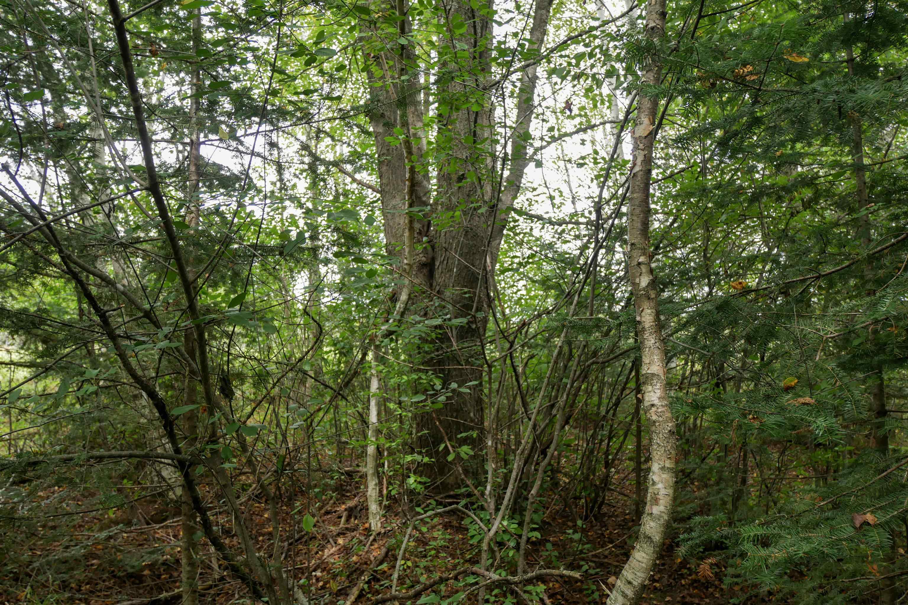 +/-36.29 Acres Oriole Drive Property Photo 8