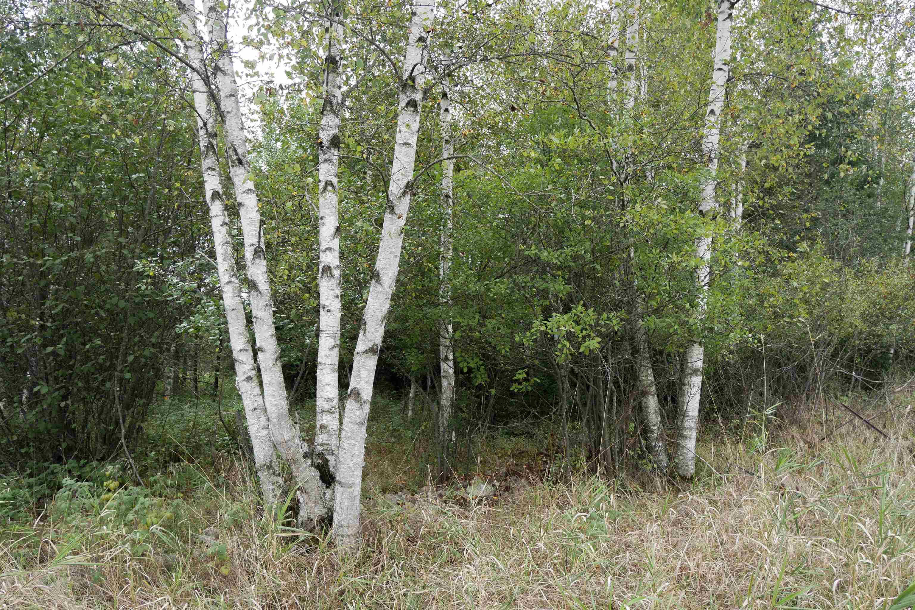 +/-36.29 Acres Oriole Drive Property Photo 9