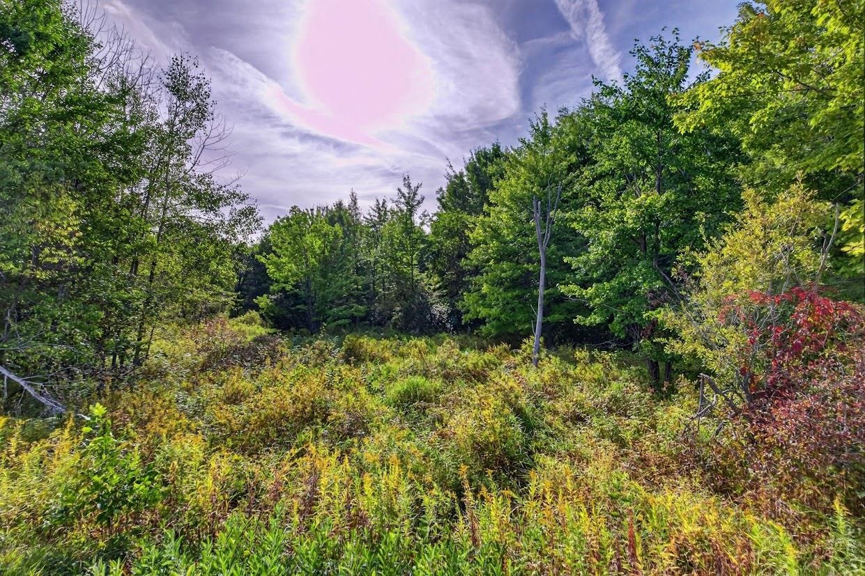 18.4 Acres Zubella Road Property Photo 3