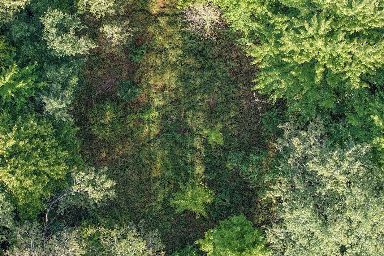 18.4 Acres Zubella Road Property Photo 8