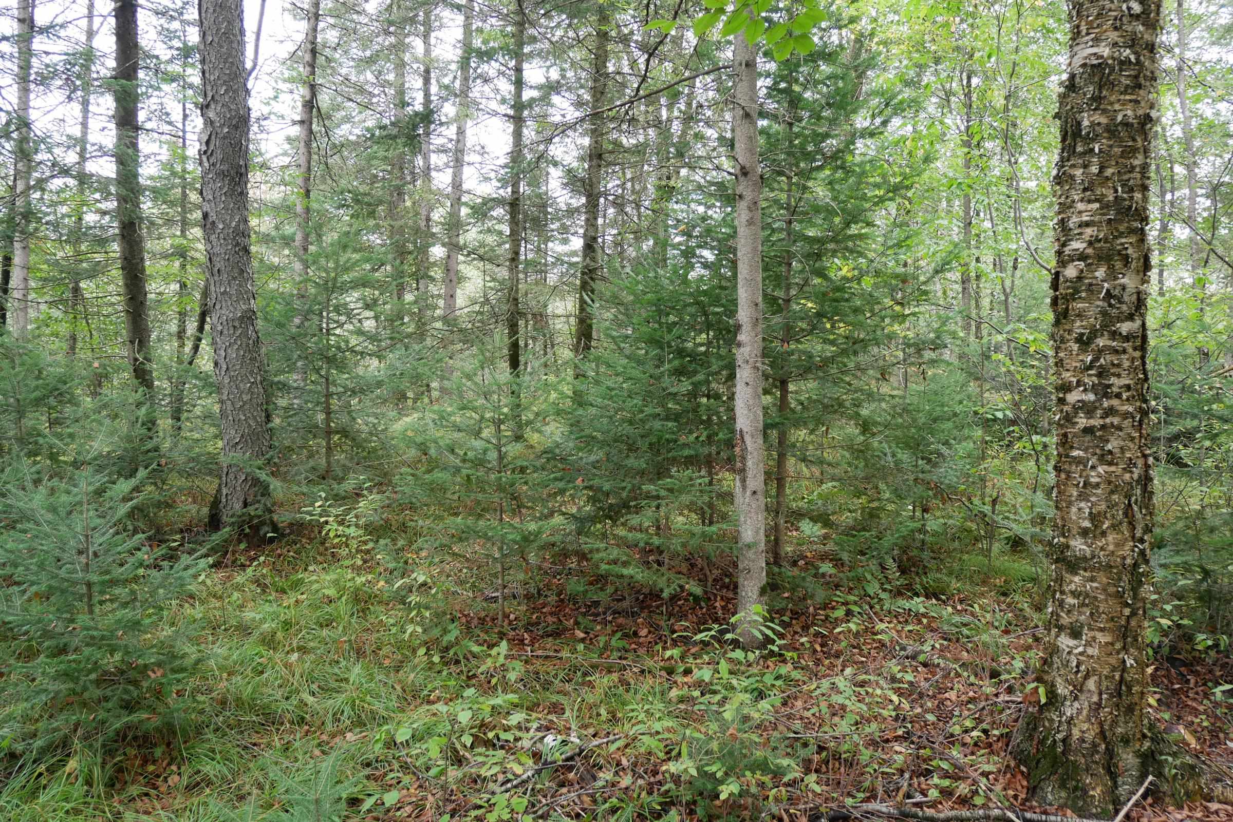 N5239 Lemke Creek Road Property Photo 4