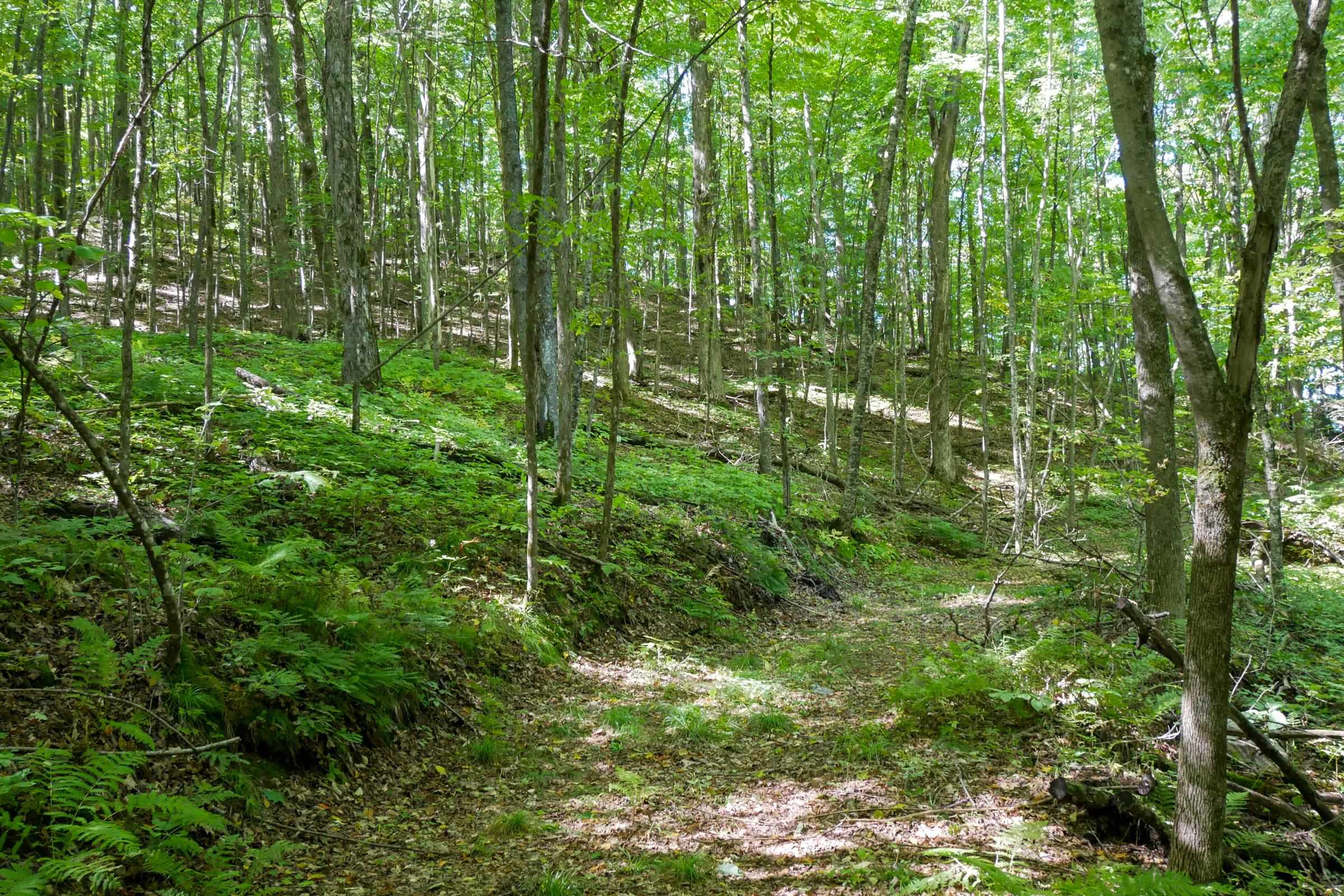 34.34 Acres Brush Creek Road Property Photo 5