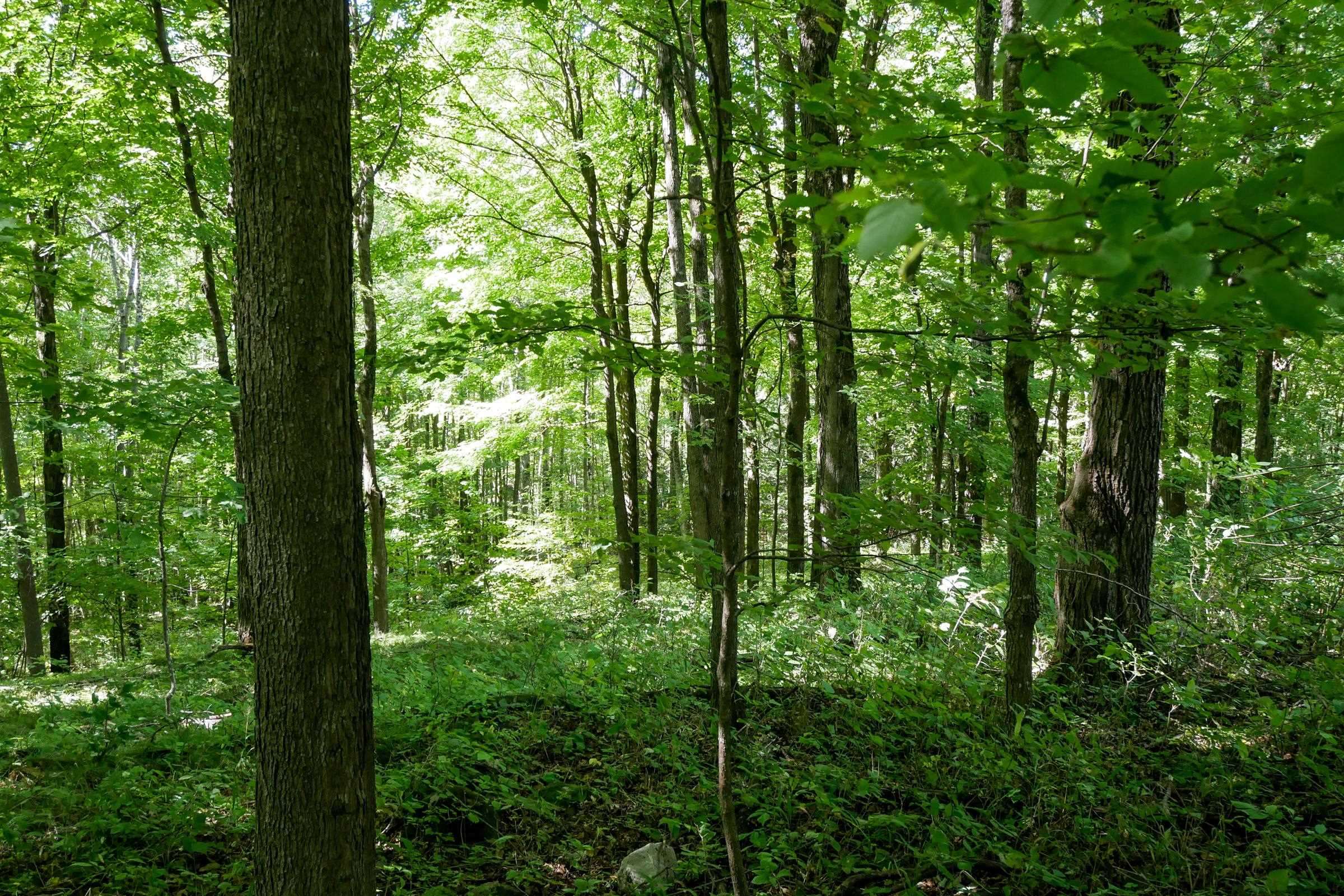 34.34 Acres Brush Creek Road Property Photo 7