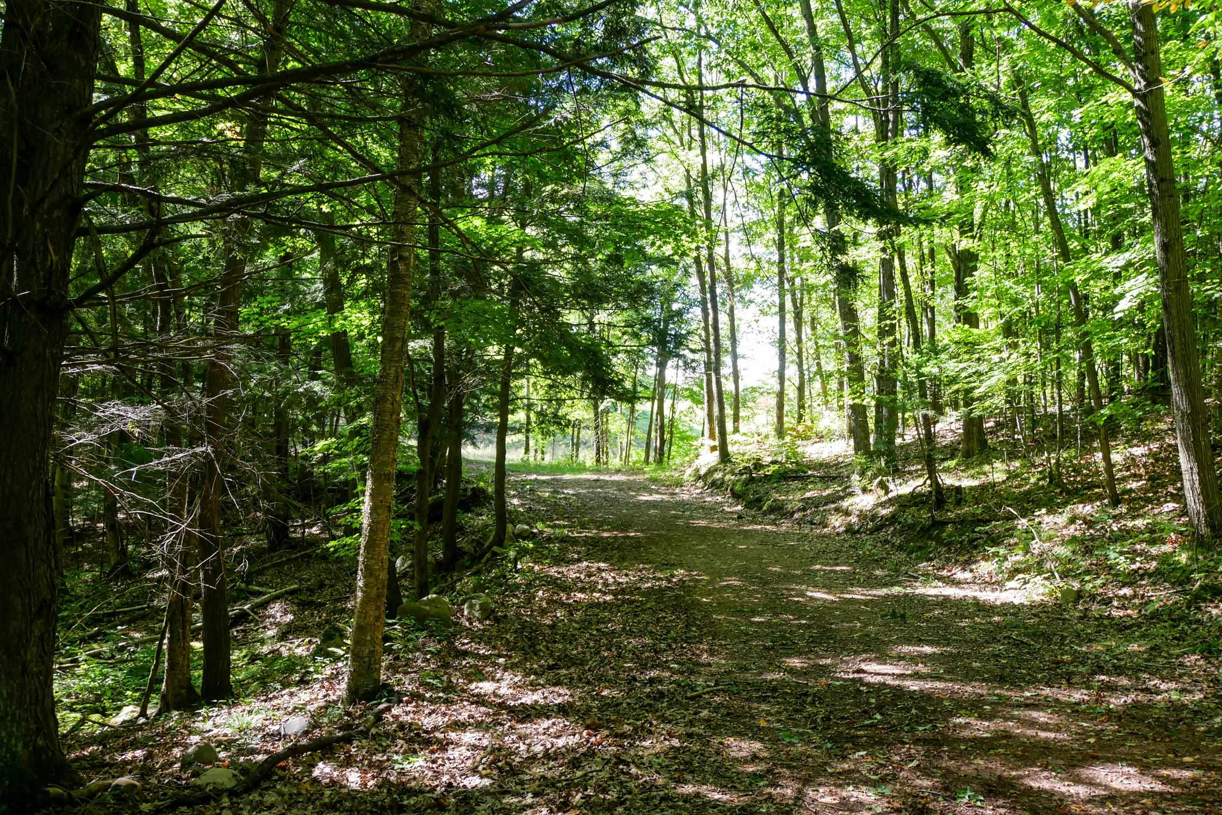 34.34 Acres Brush Creek Road Property Photo 8