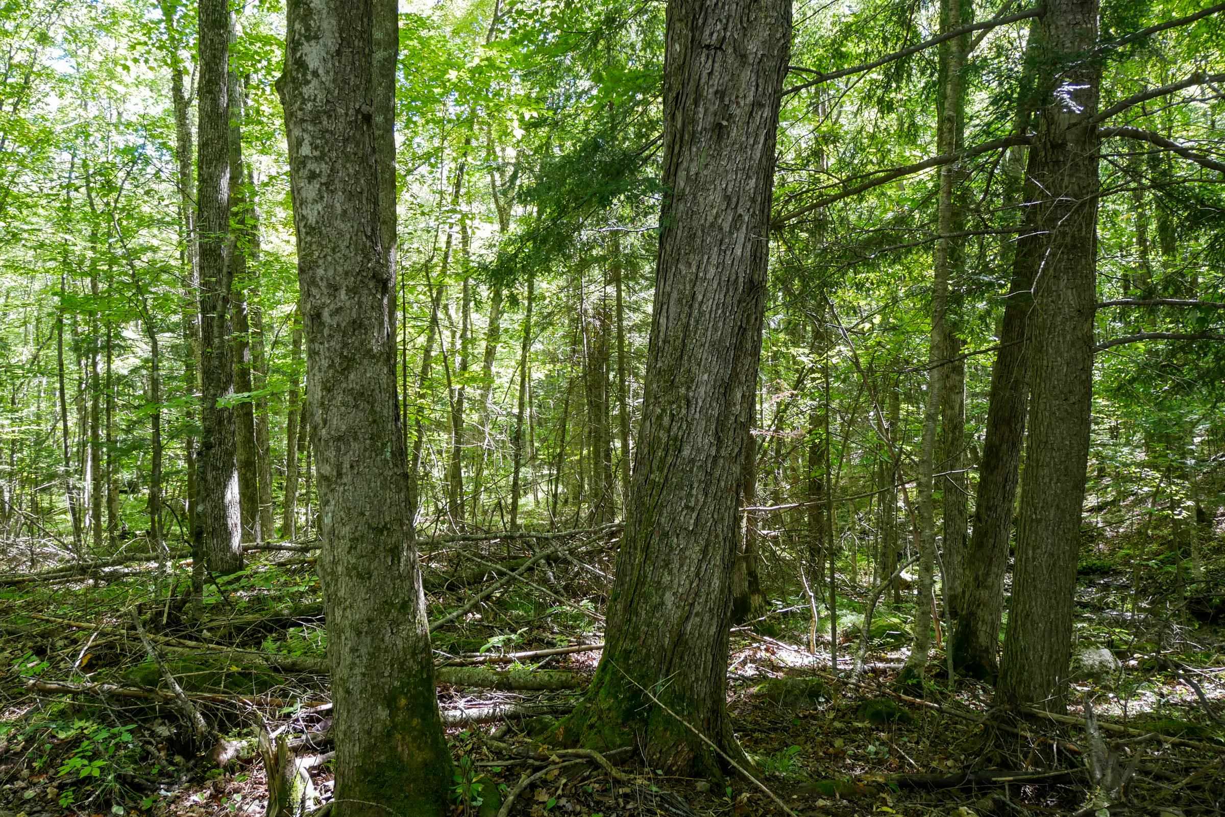 34.34 Acres Brush Creek Road Property Photo 9