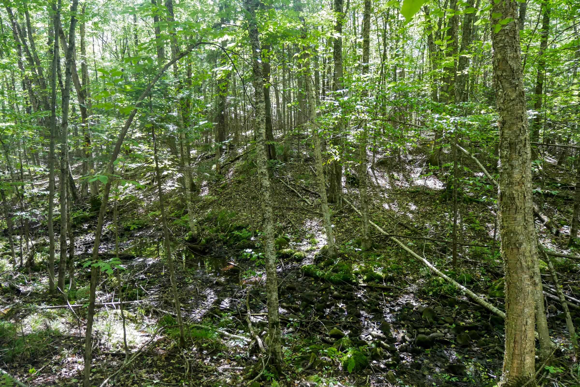 34.34 Acres Brush Creek Road Property Photo 10