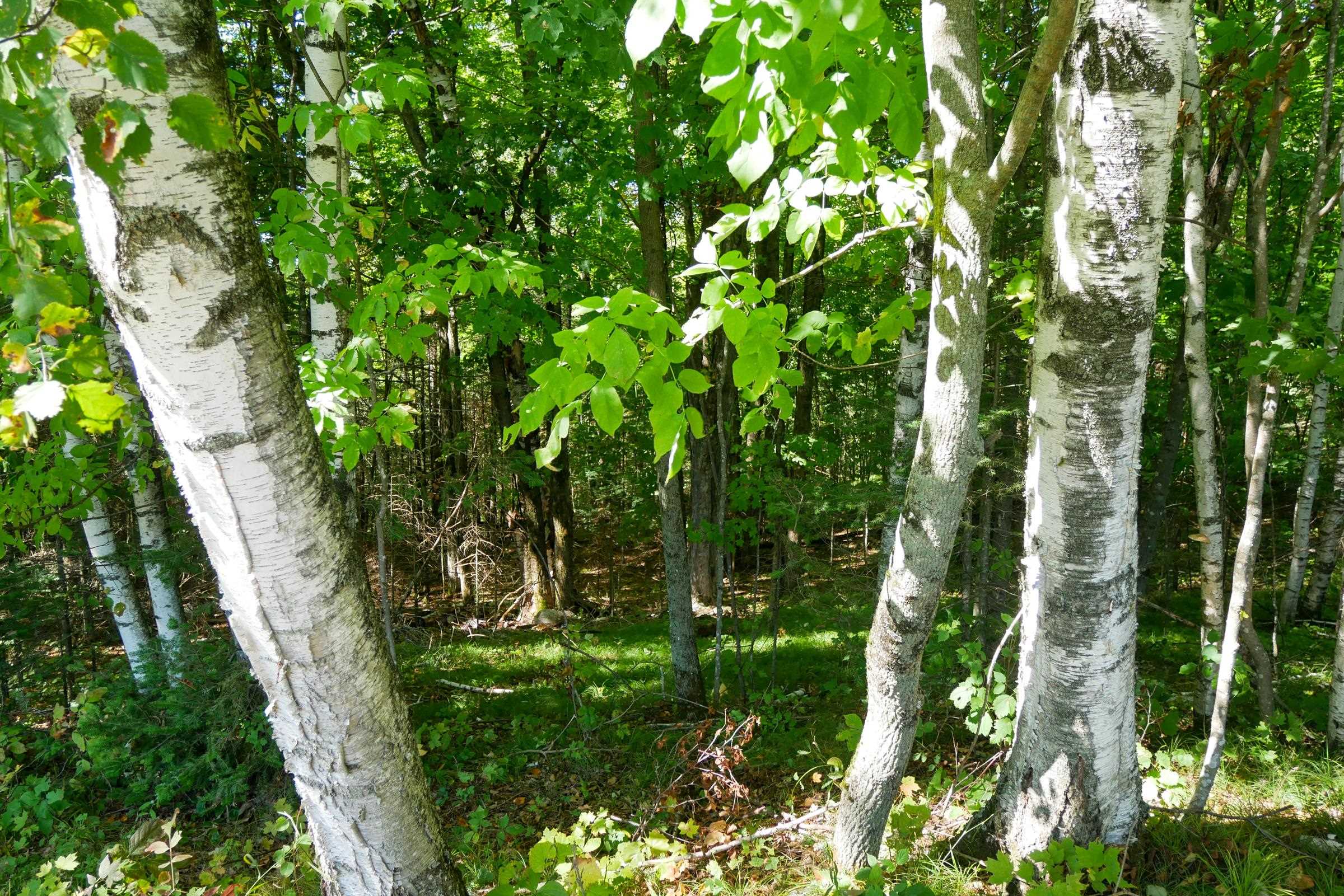 34.34 Acres Brush Creek Road Property Photo 11
