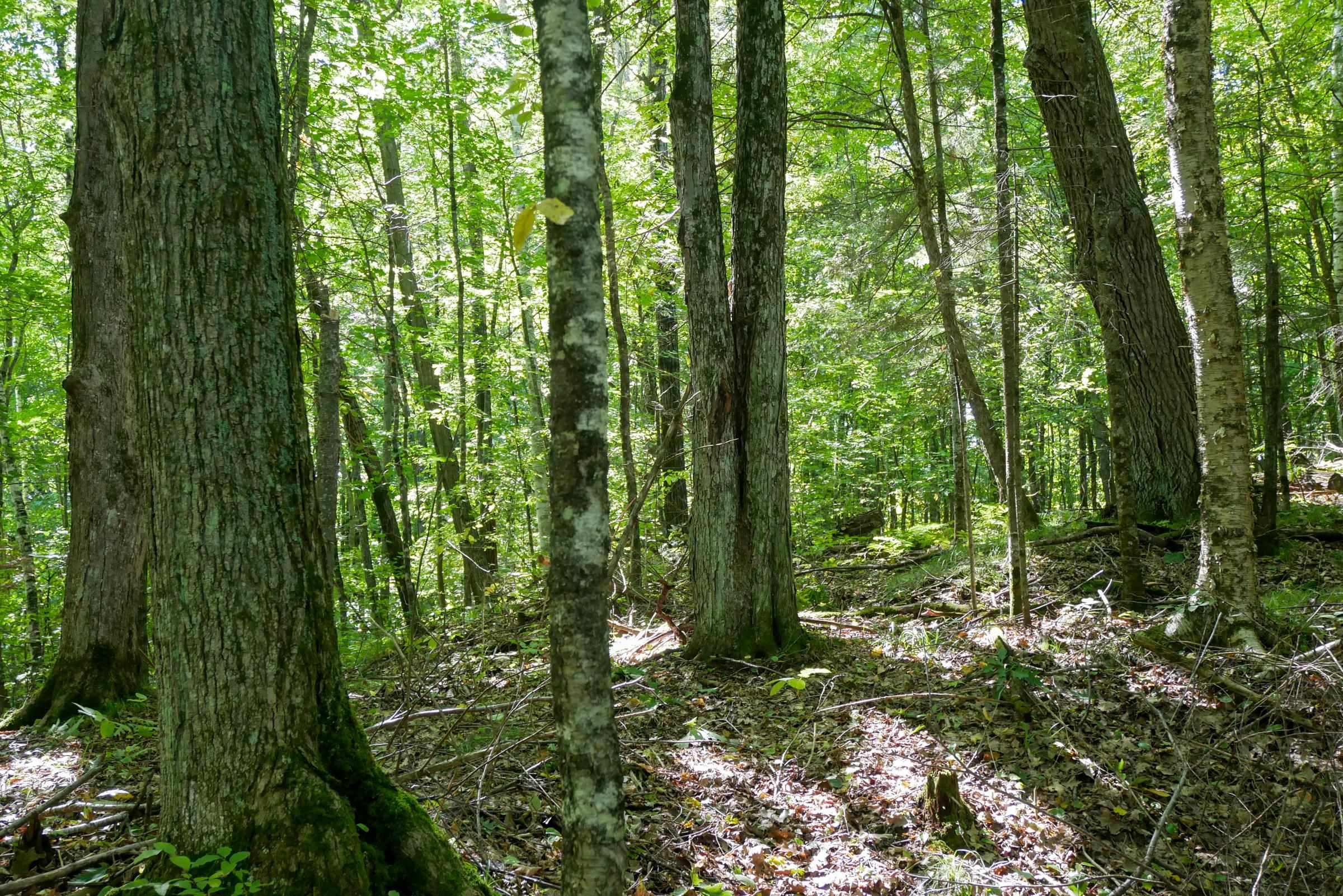 34.34 Acres Brush Creek Road Property Photo 12