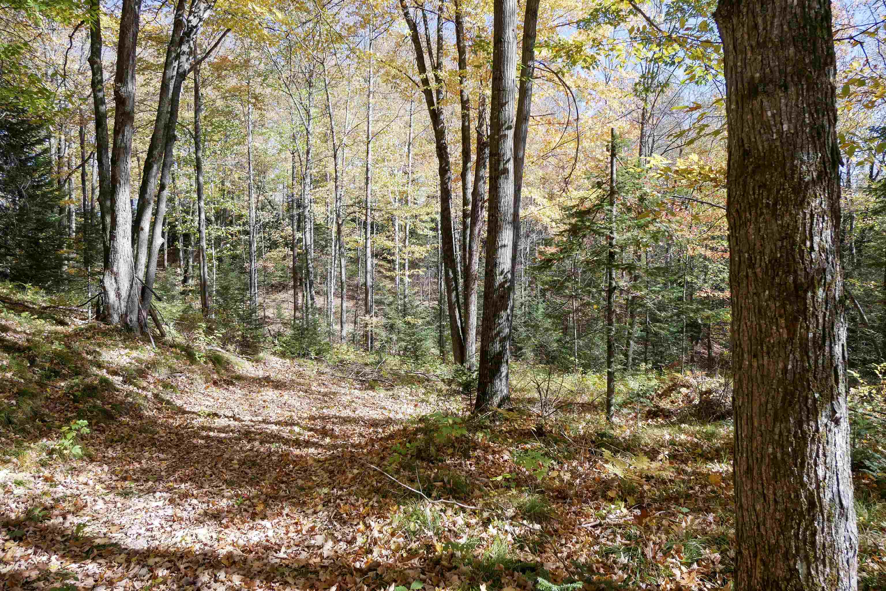 55.55 Acres Brush Creek Road Property Photo 1