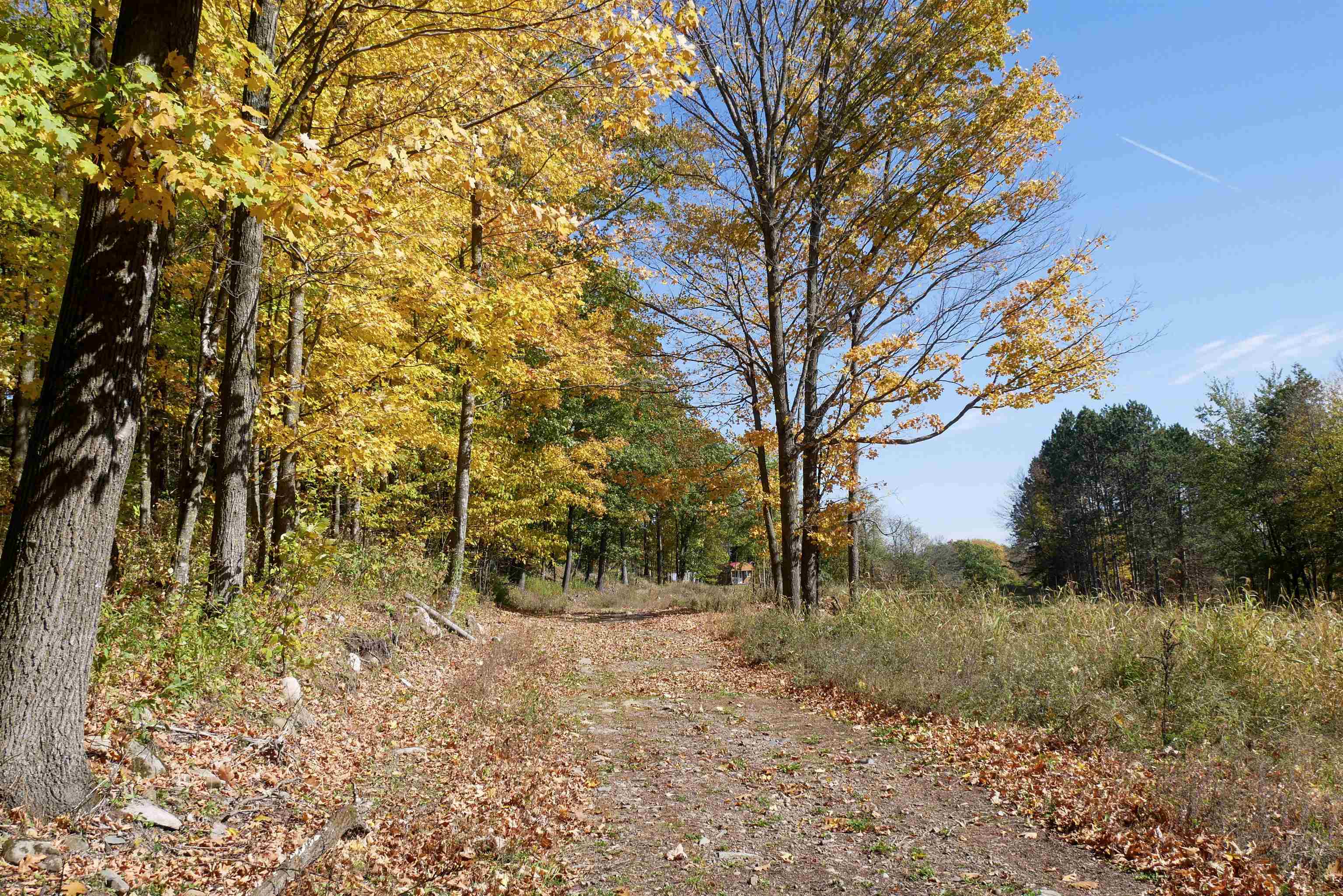 55.55 Acres Brush Creek Road Property Photo 3