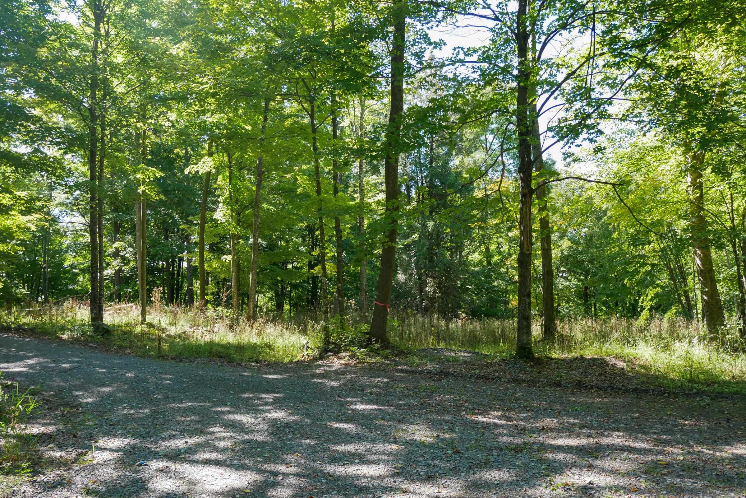 55.55 Acres Brush Creek Road Property Photo 4