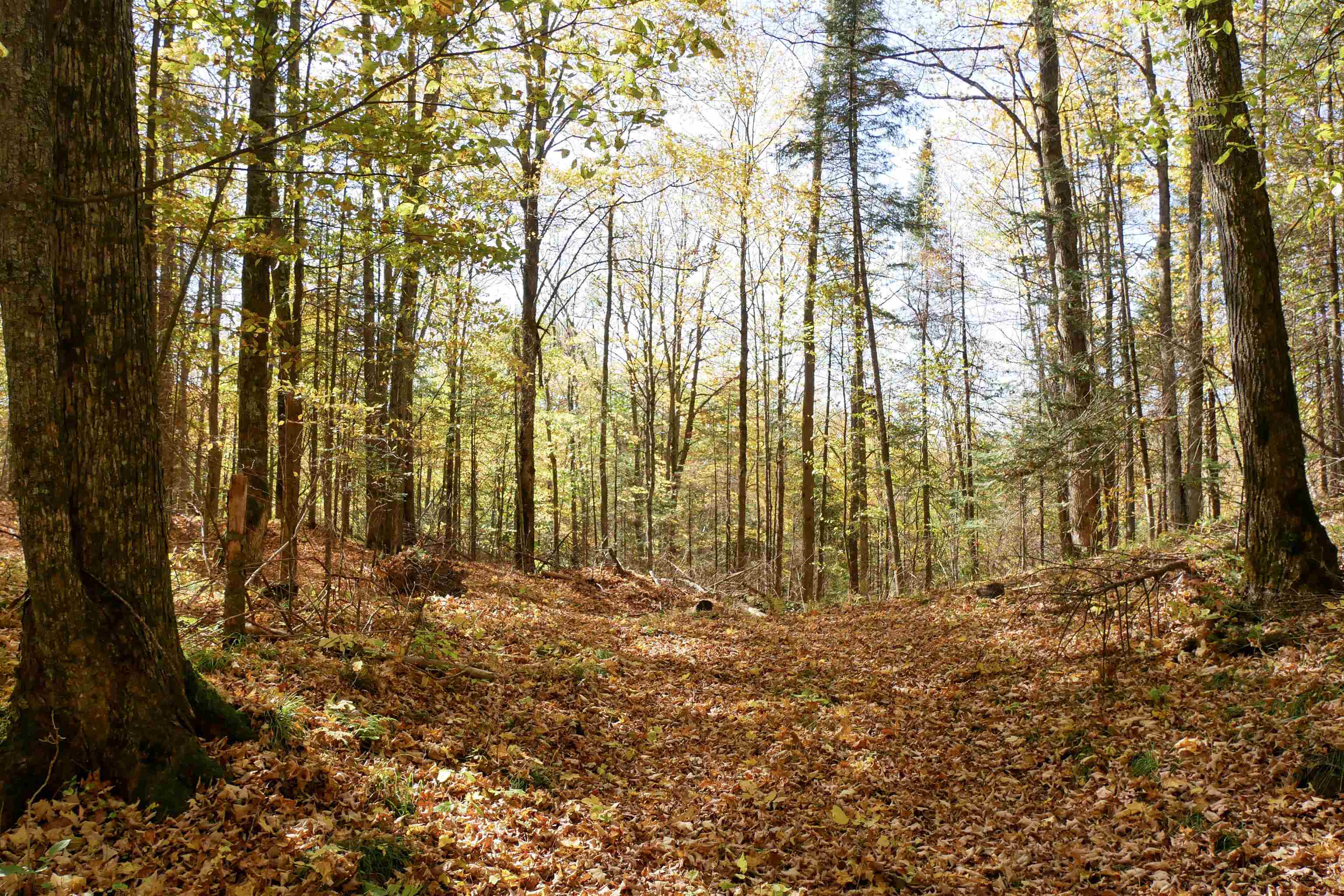 55.55 Acres Brush Creek Road Property Photo 5