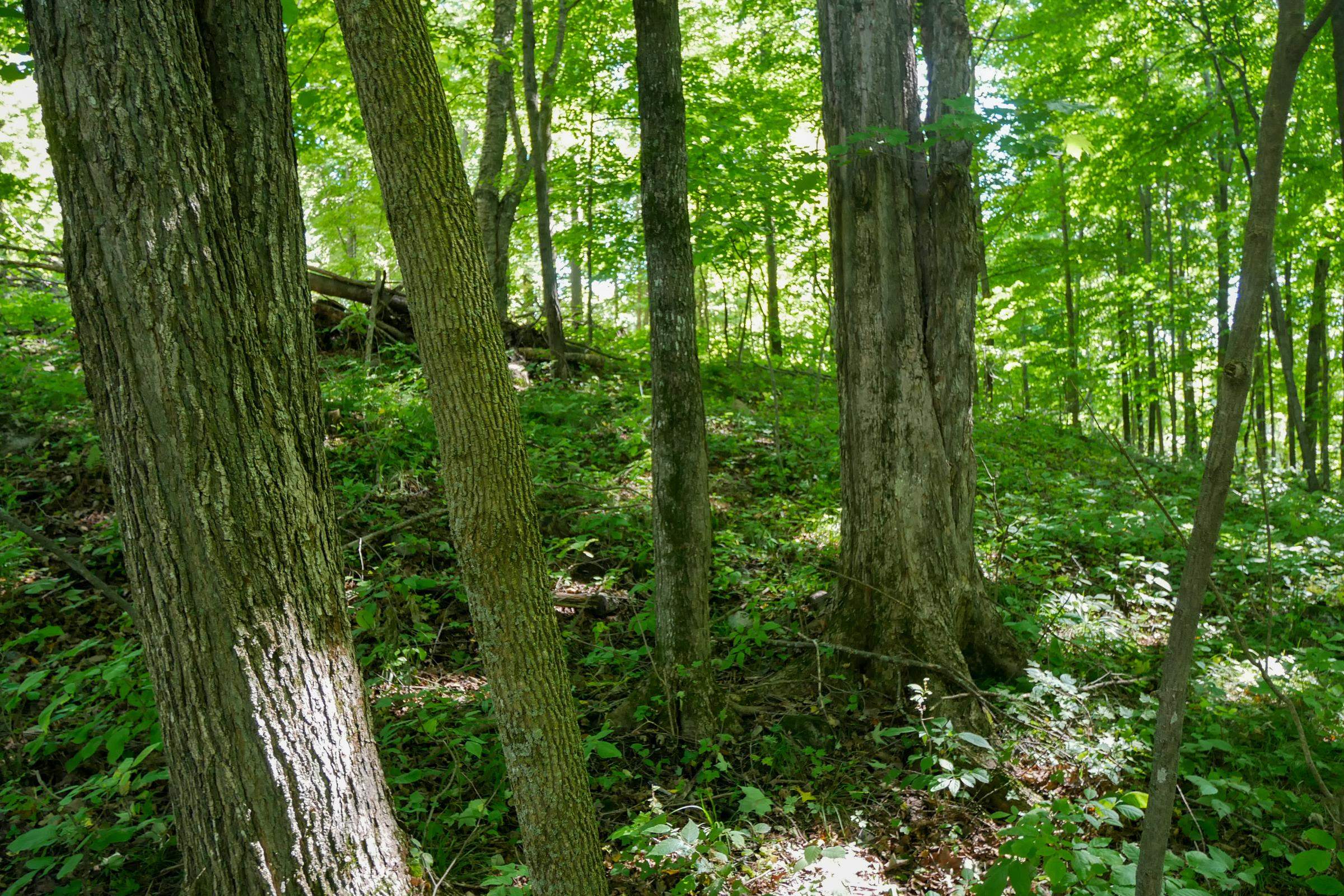 55.55 Acres Brush Creek Road Property Photo 6