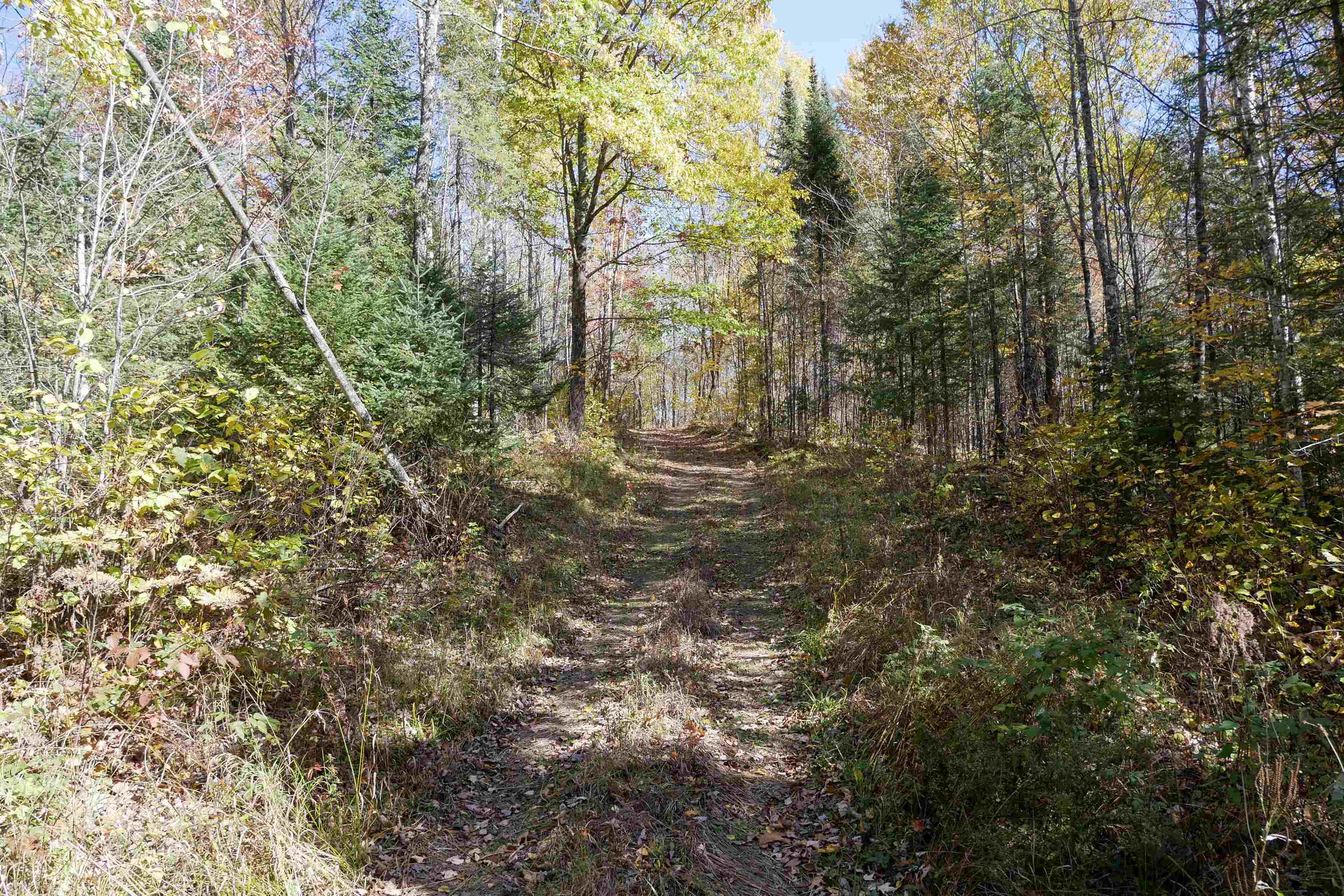 55.55 Acres Brush Creek Road Property Photo 6
