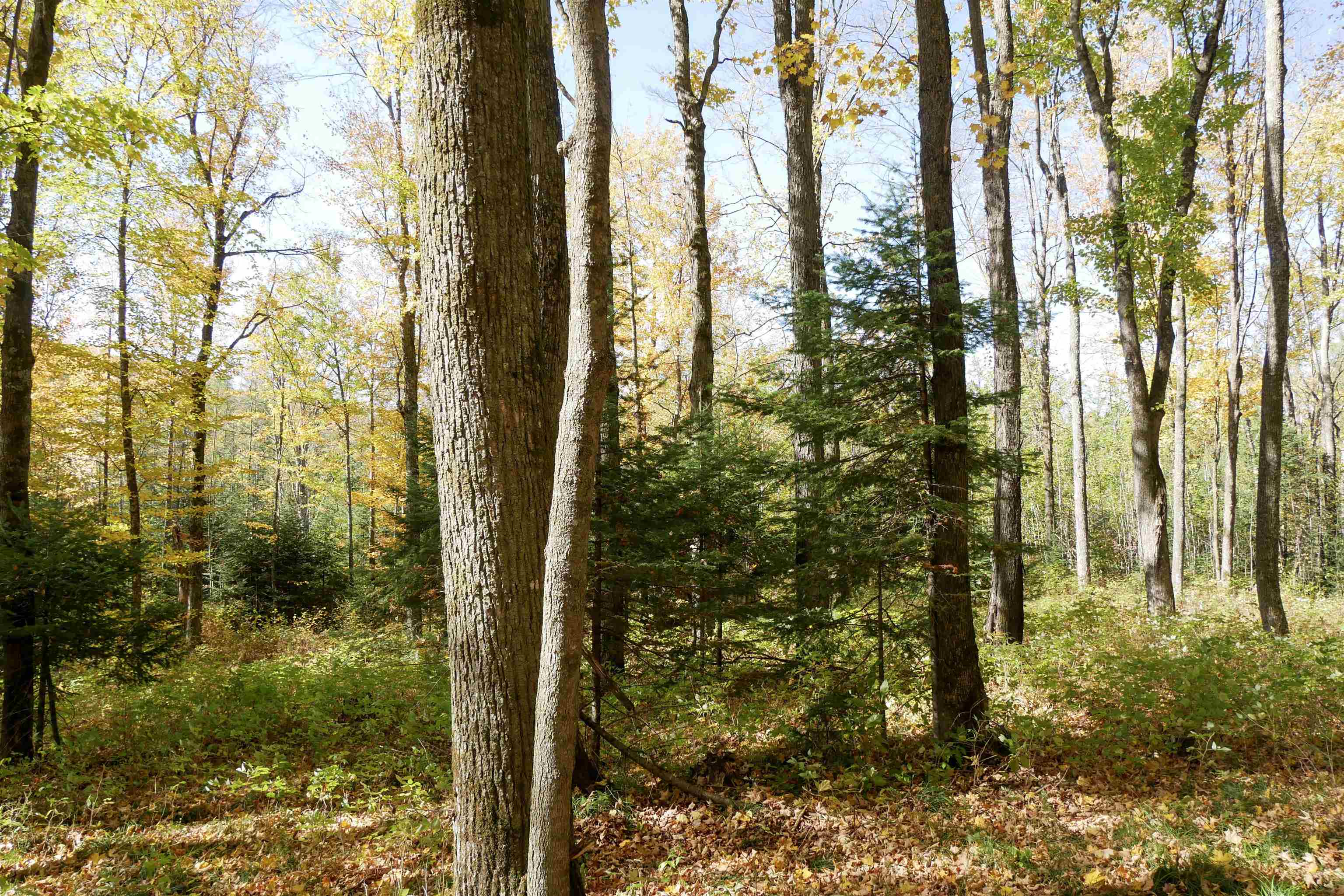 55.55 Acres Brush Creek Road Property Photo 7