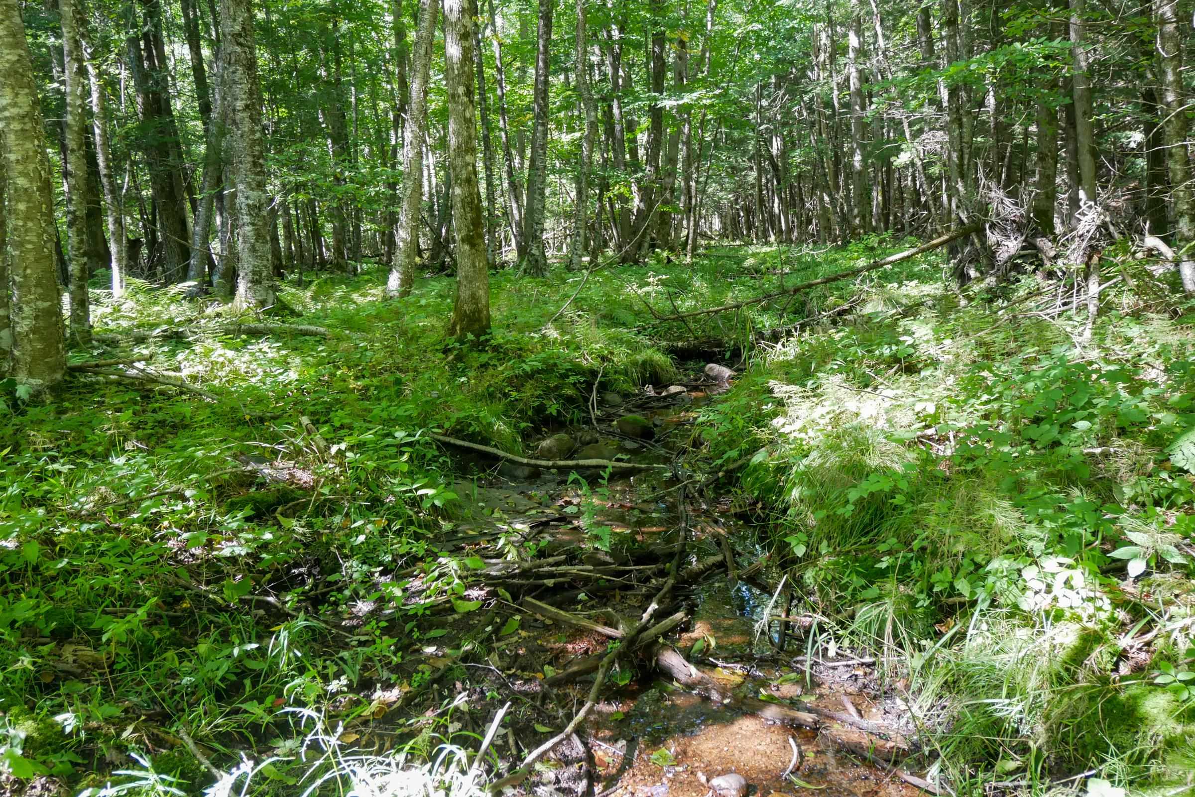 55.55 Acres Brush Creek Road Property Photo 8