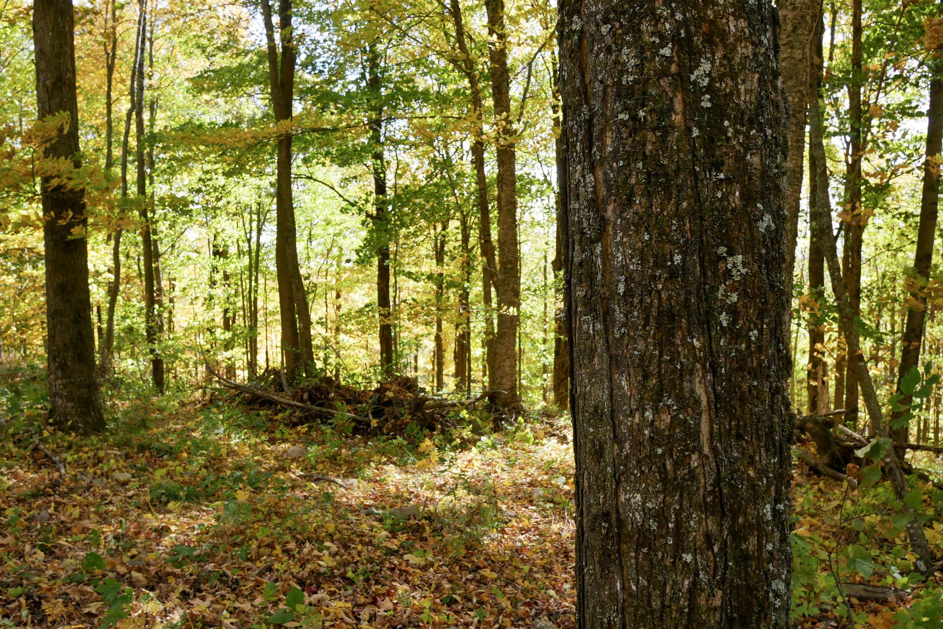 55.55 Acres Brush Creek Road Property Photo 8