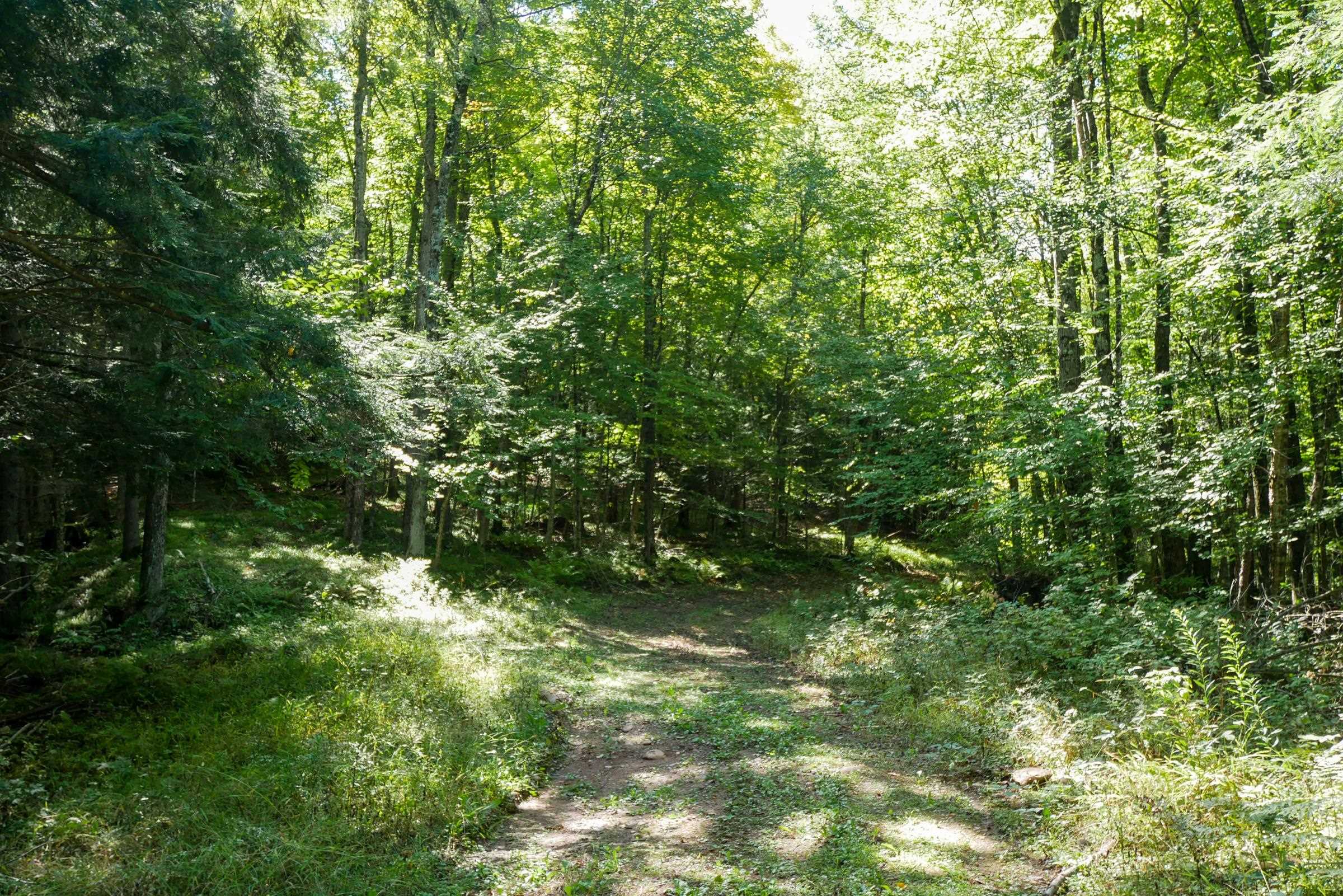 55.55 Acres Brush Creek Road Property Photo 9