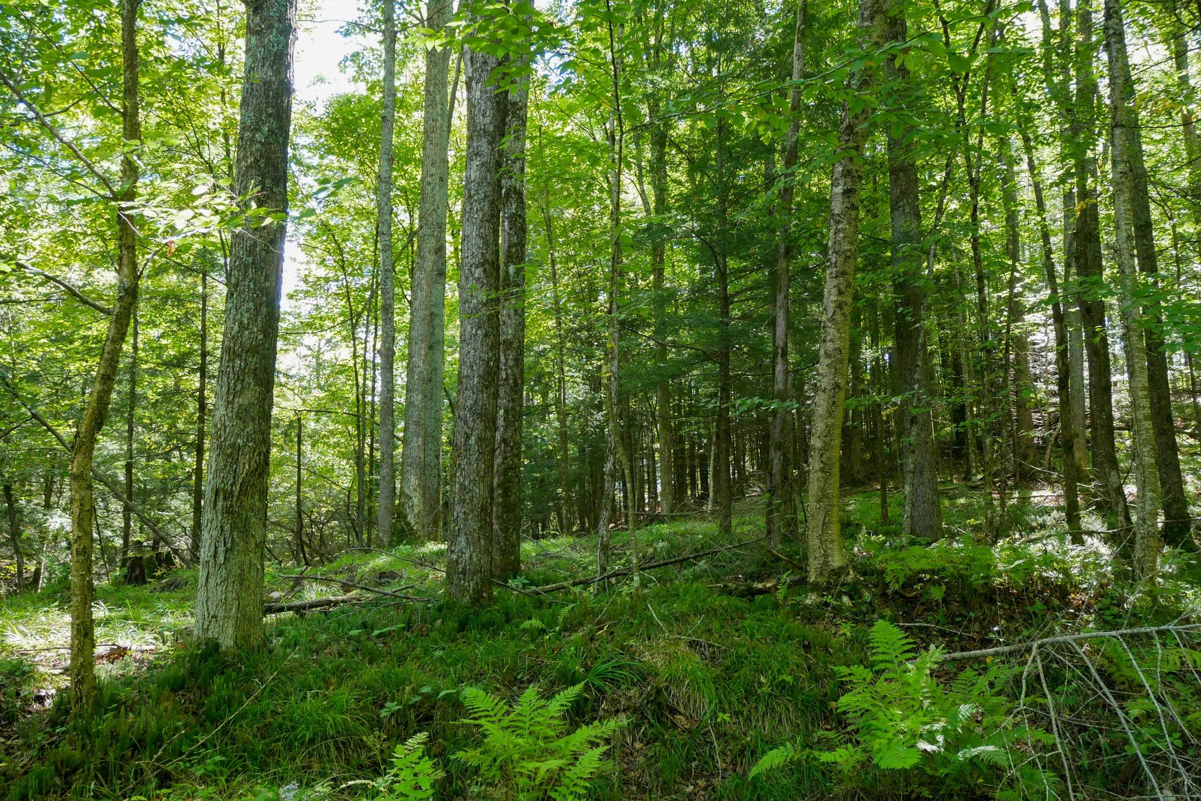55.55 Acres Brush Creek Road Property Photo 10
