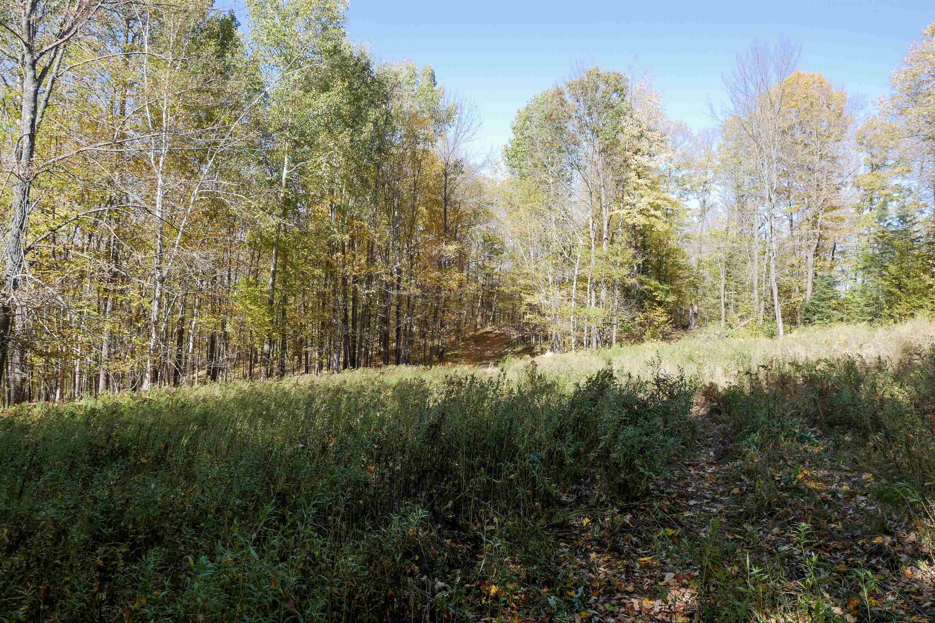 55.55 Acres Brush Creek Road Property Photo 10