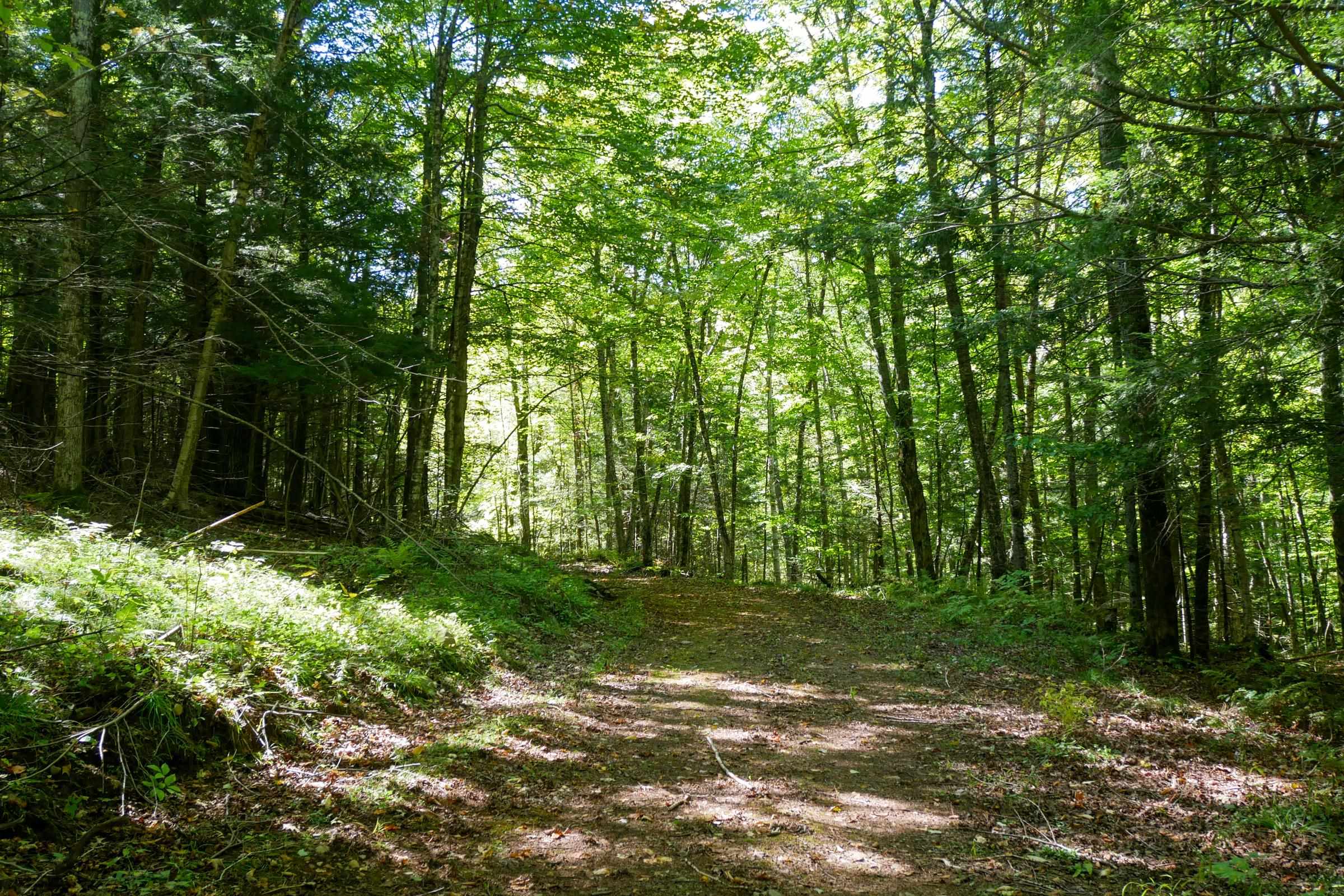 55.55 Acres Brush Creek Road Property Photo 11