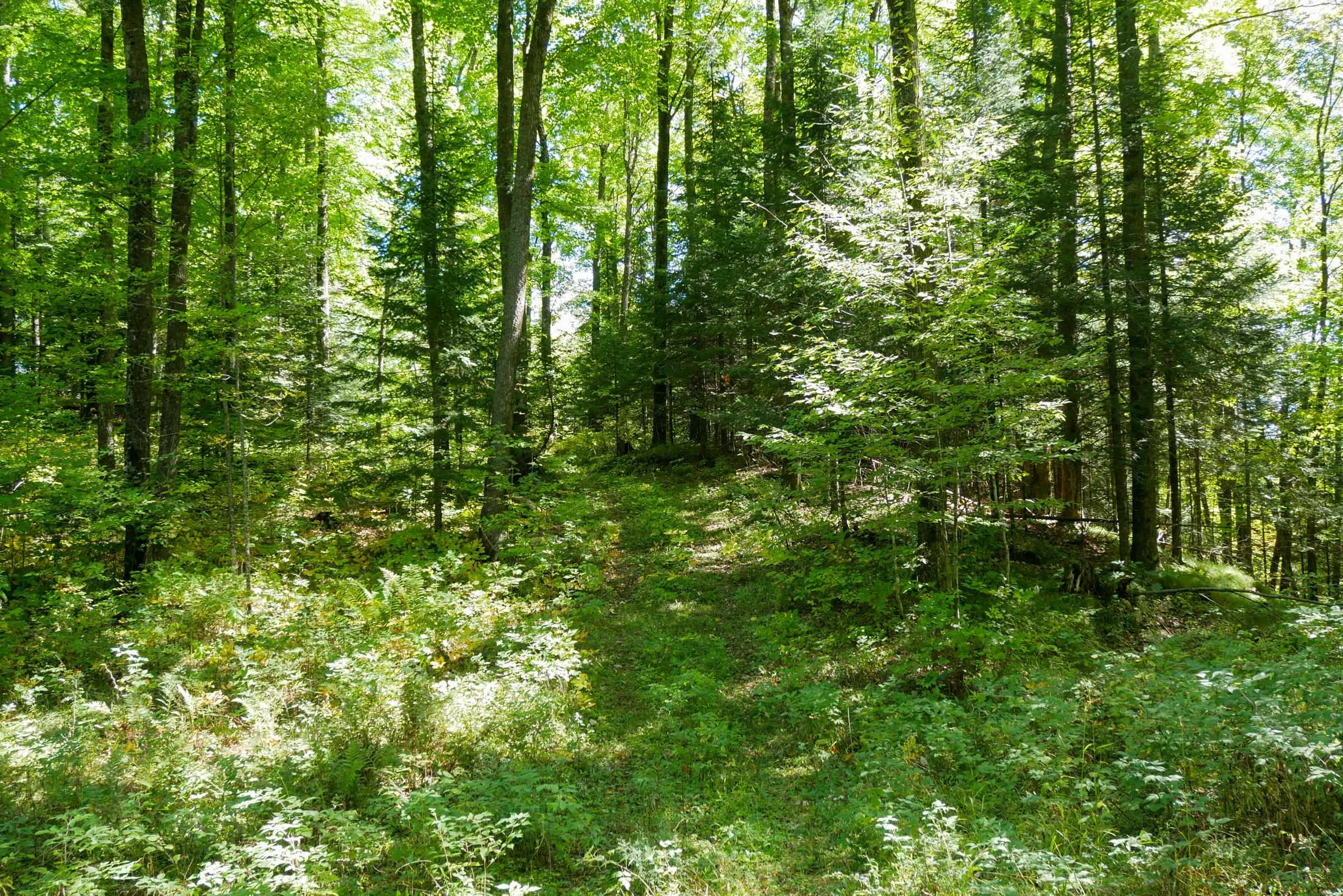 55.55 Acres Brush Creek Road Property Photo 12