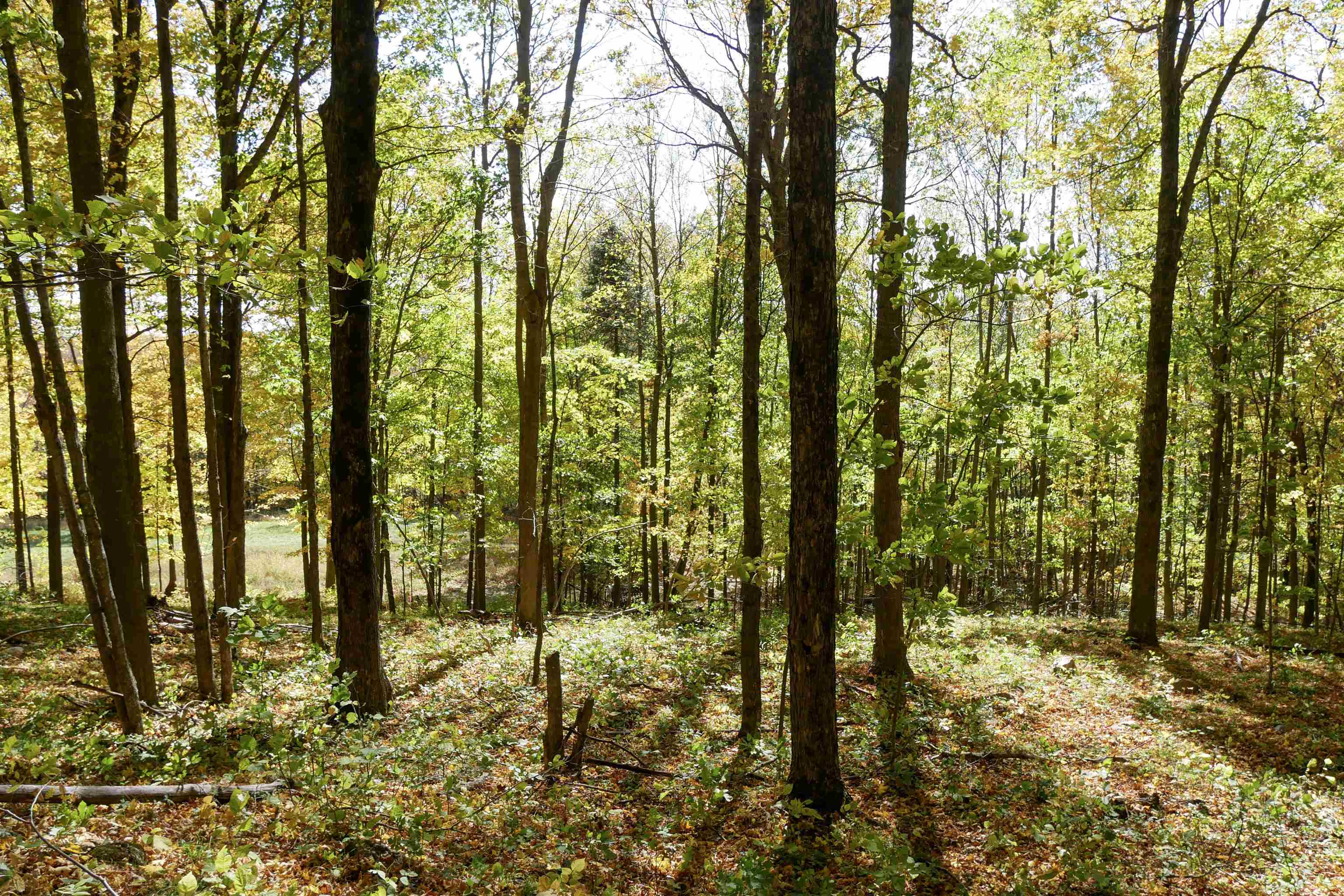 55.55 Acres Brush Creek Road Property Photo 12