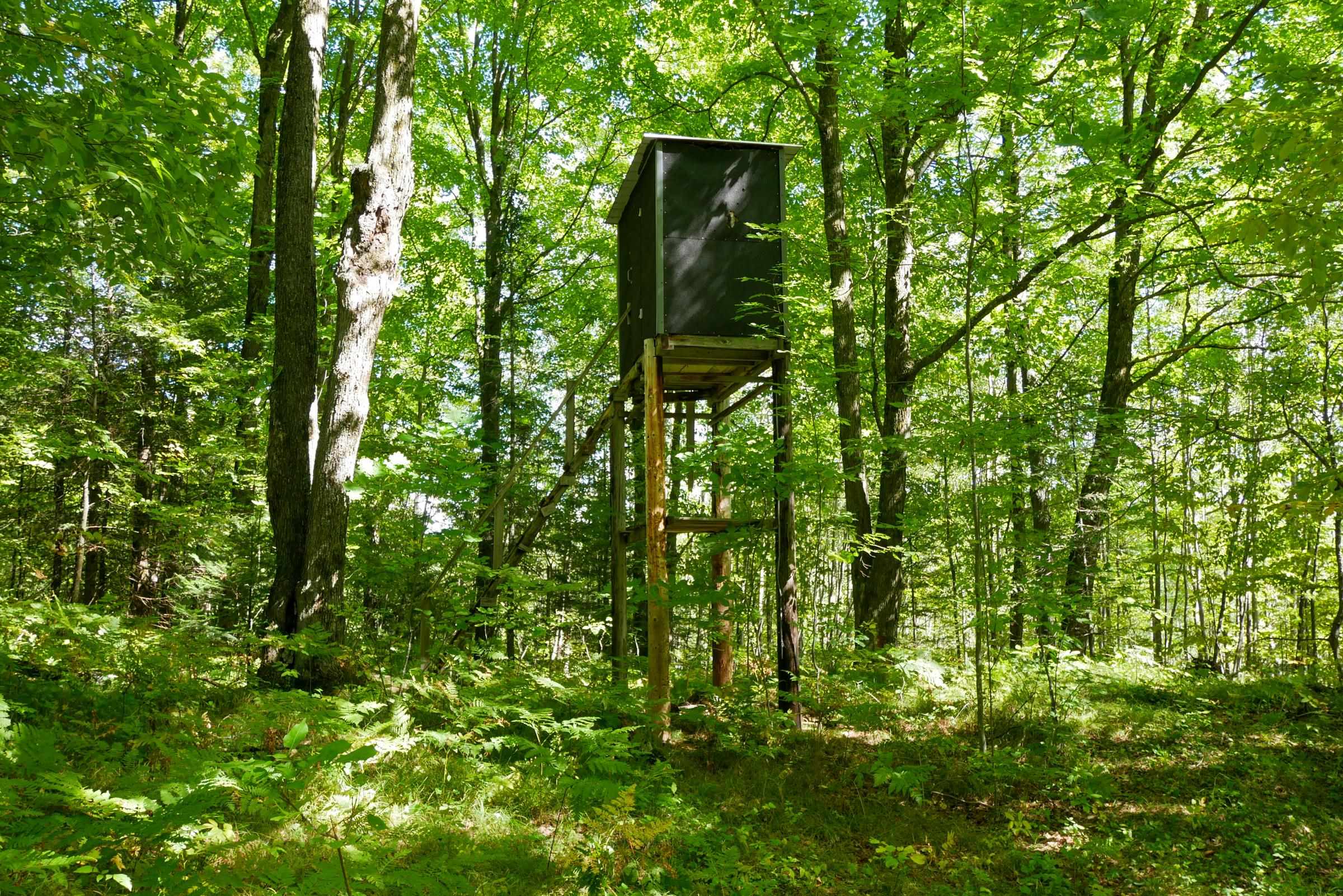 55.55 Acres Brush Creek Road Property Photo 13