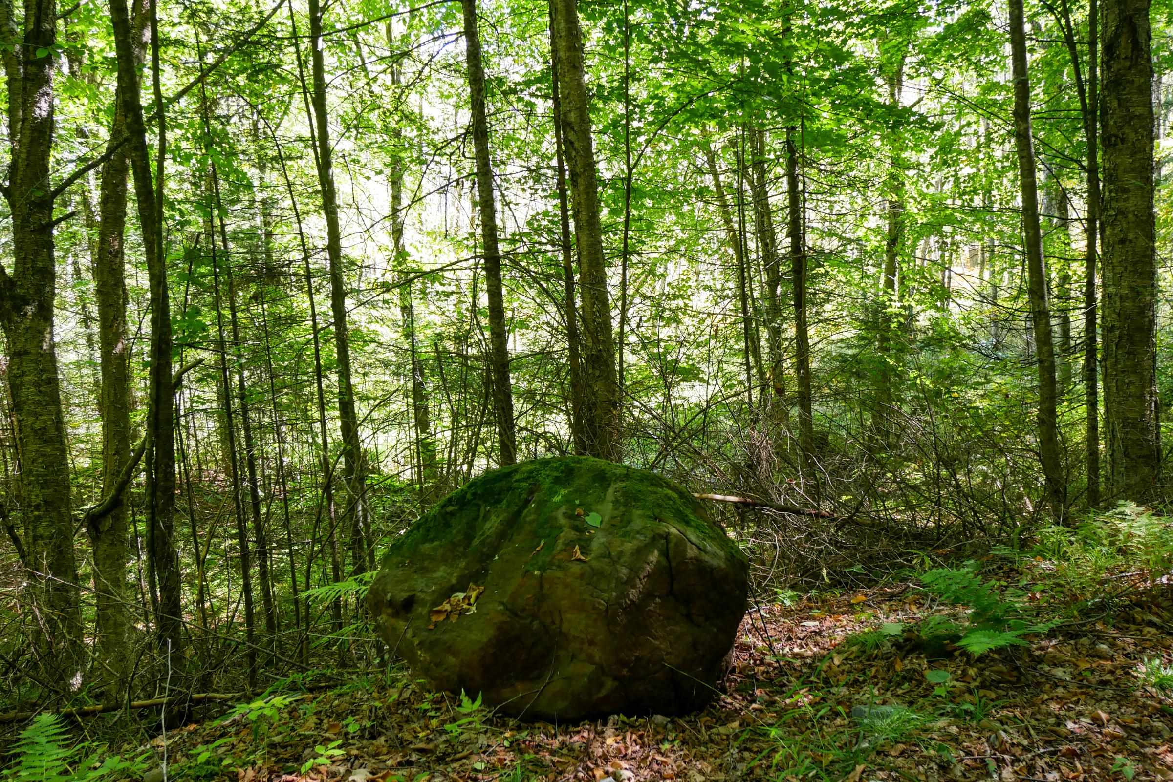 55.55 Acres Brush Creek Road Property Photo 14