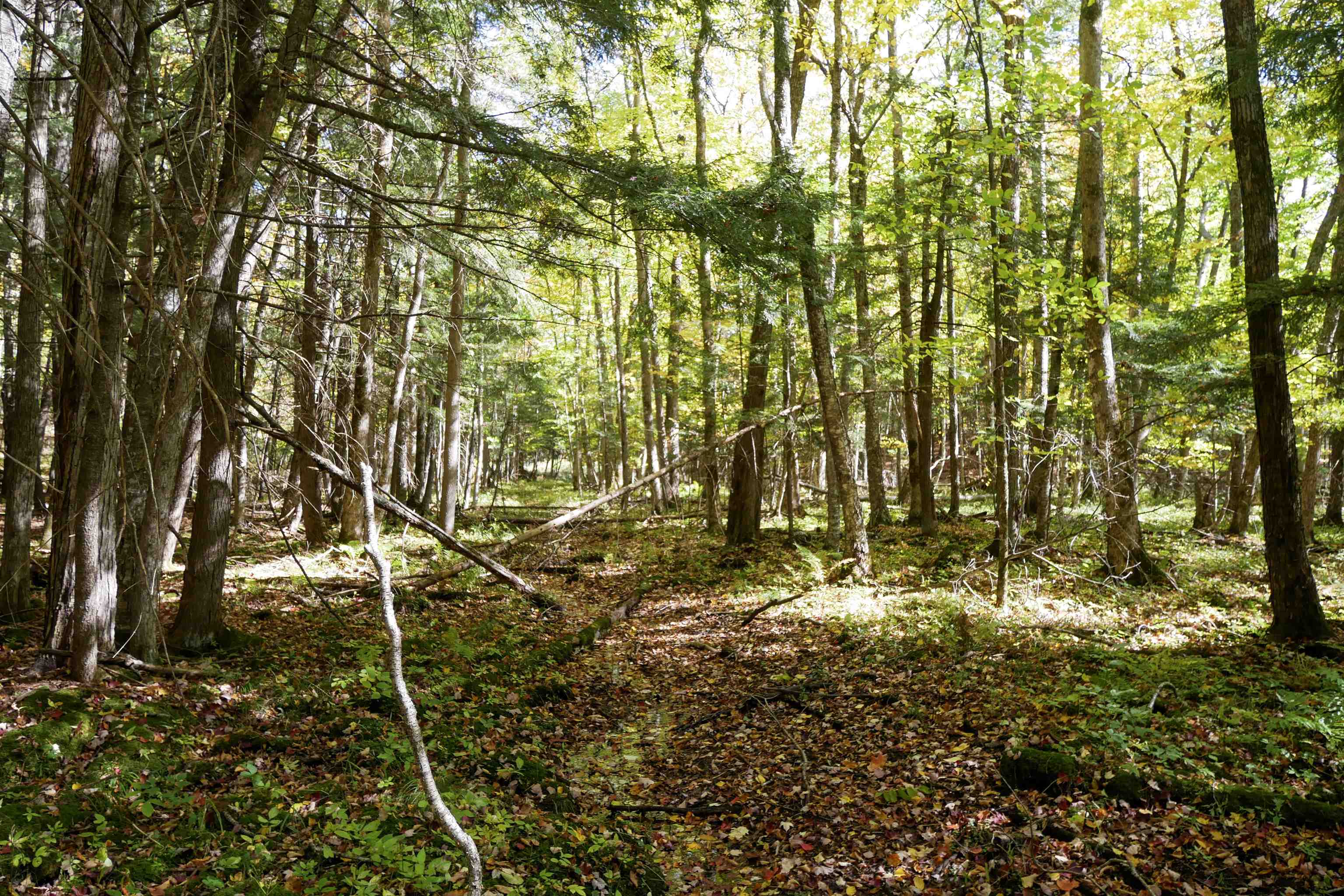 55.55 Acres Brush Creek Road Property Photo 14