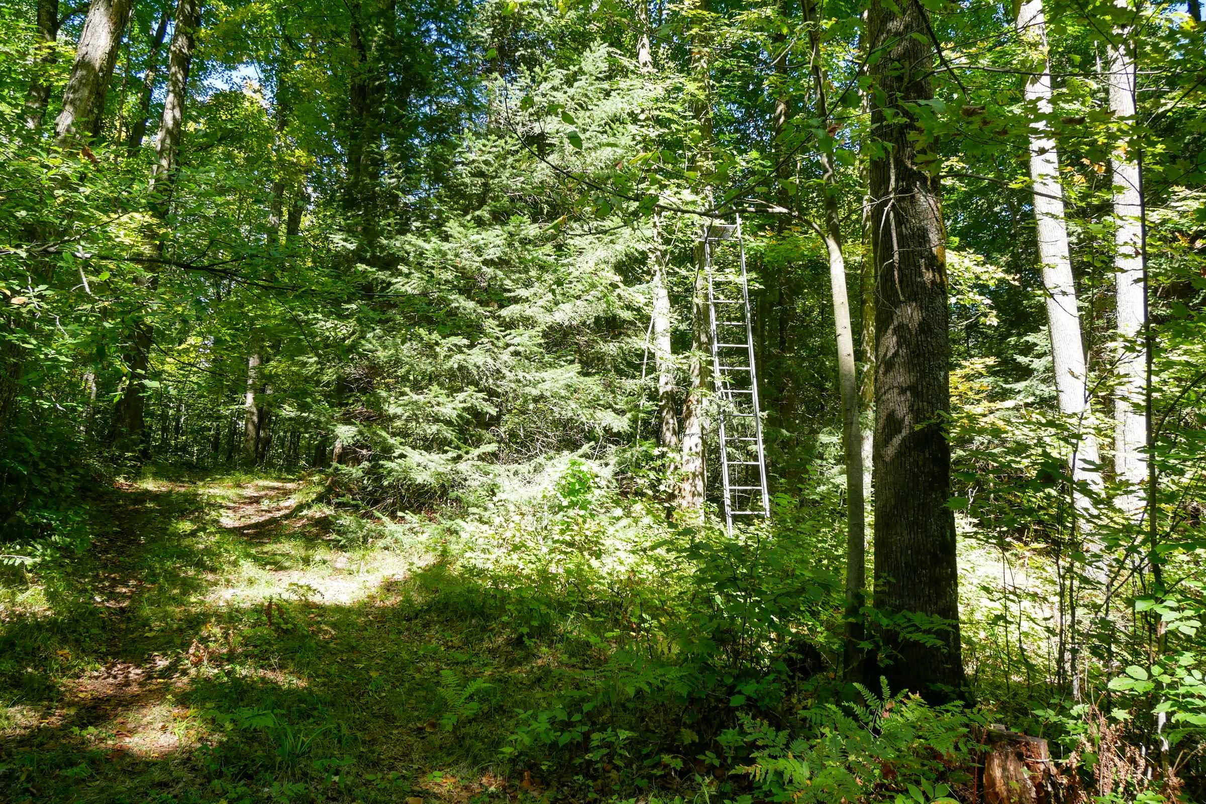 55.55 Acres Brush Creek Road Property Photo 15