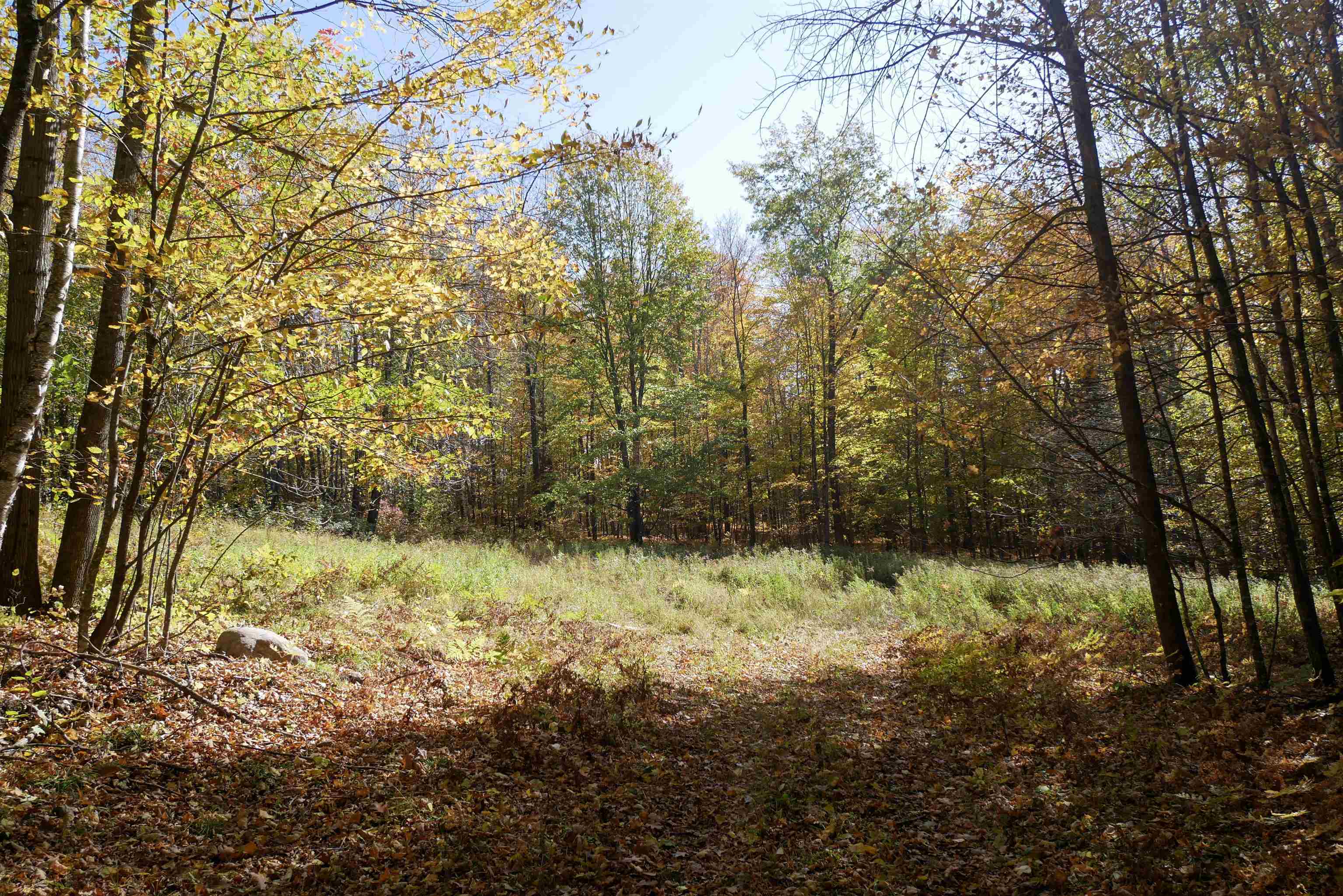 55.55 Acres Brush Creek Road Property Photo 15