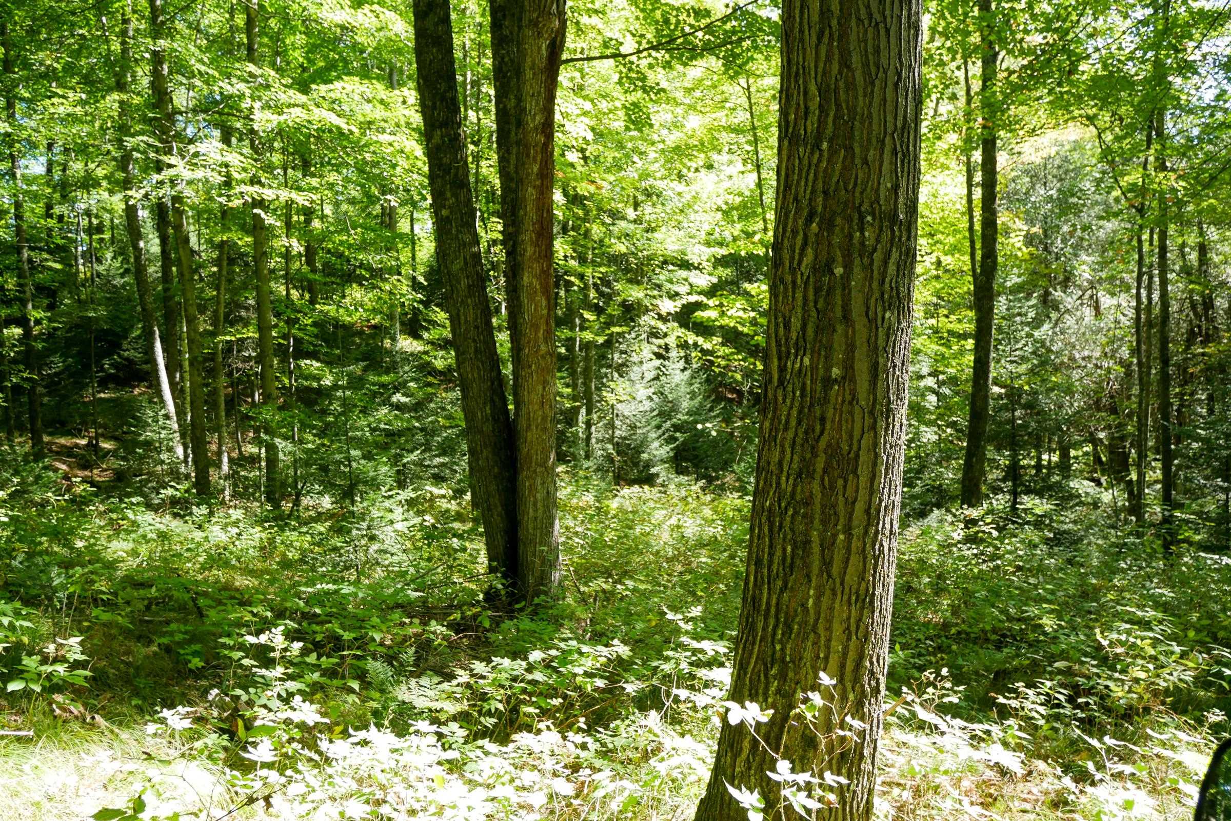 55.55 Acres Brush Creek Road Property Photo 16