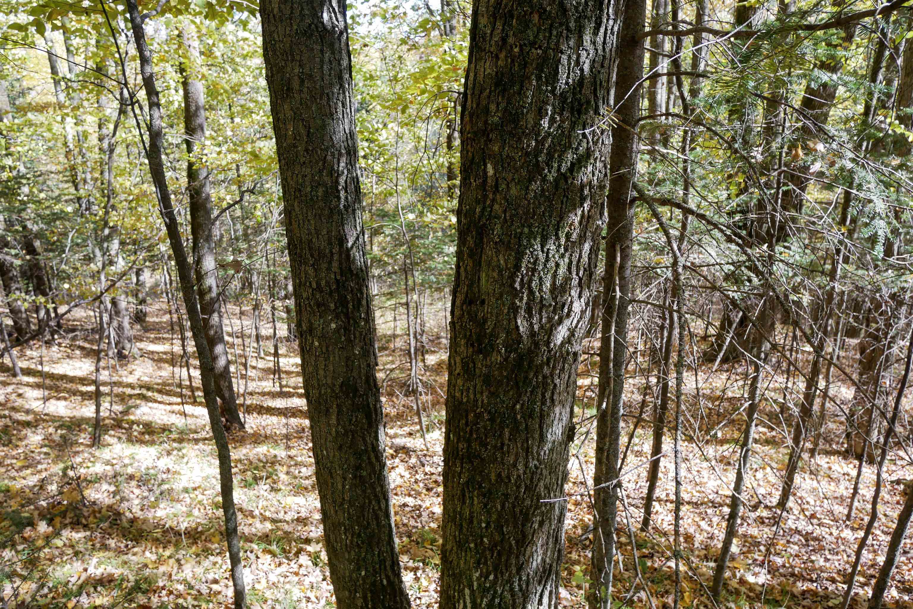 55.55 Acres Brush Creek Road Property Photo 16