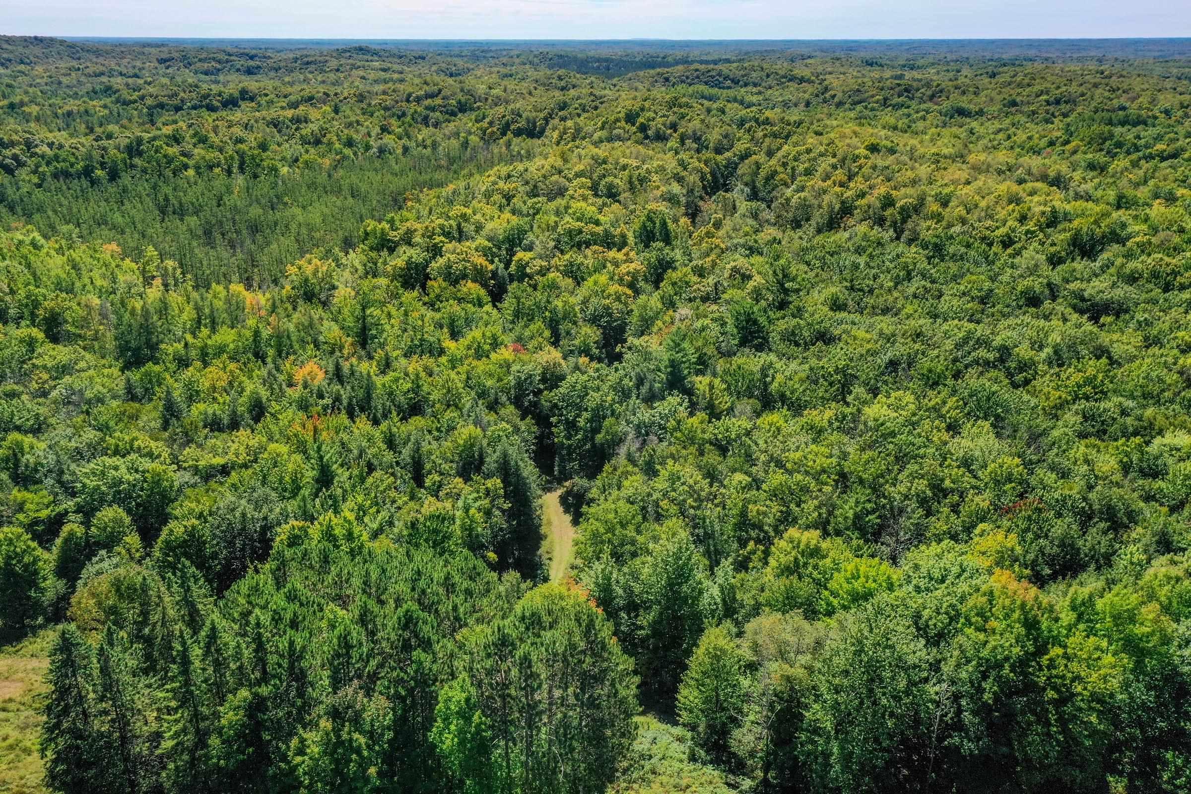 55.55 Acres Brush Creek Road Property Photo 17