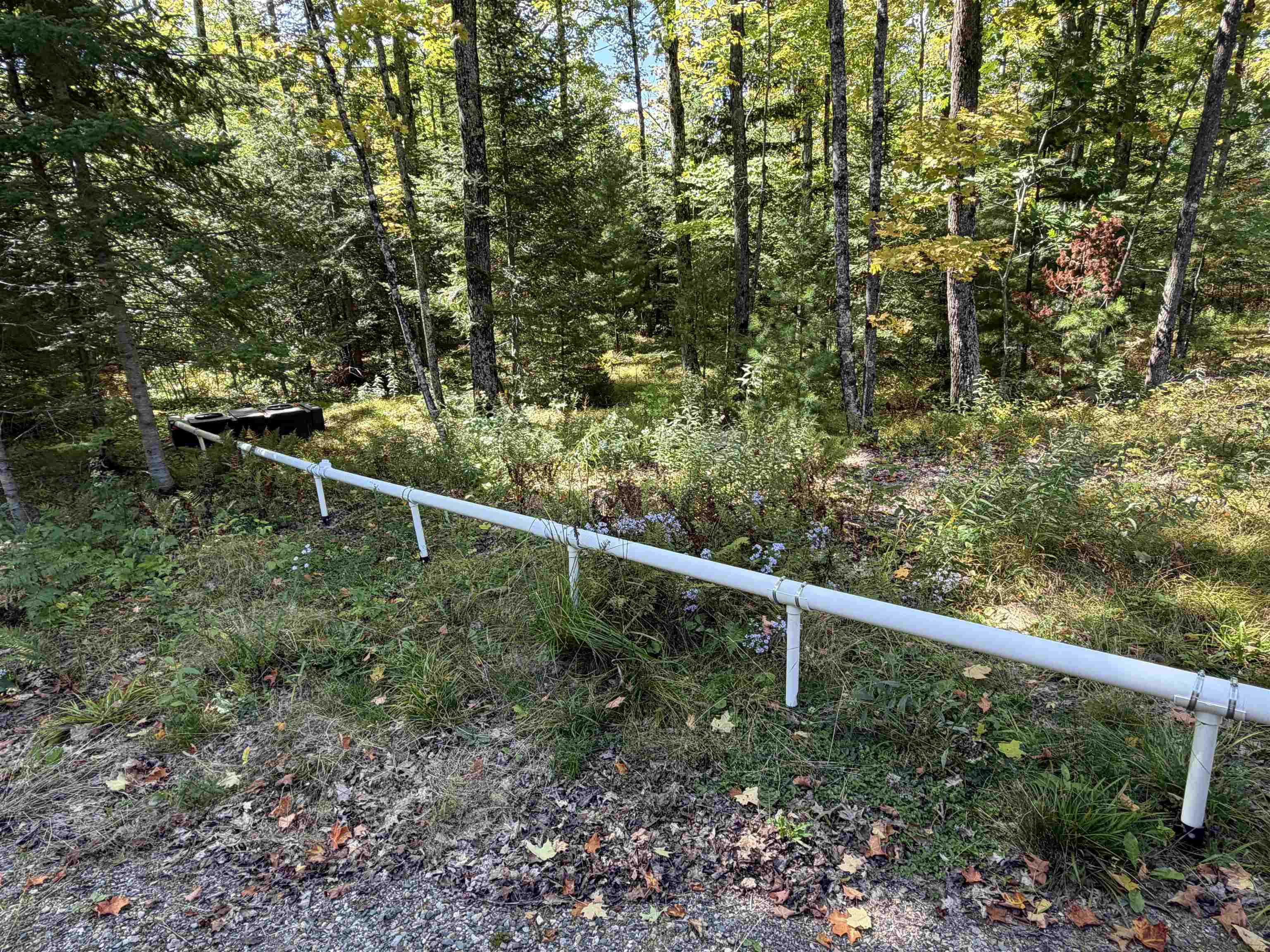 1018 Lily Lake Road Property Photo 6