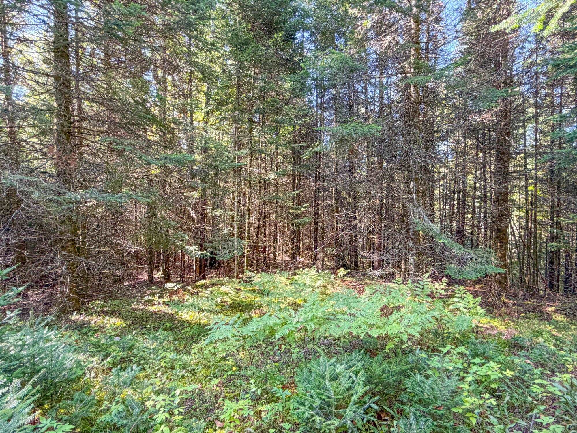 N13361 Hicks Landing Road Property Photo 45