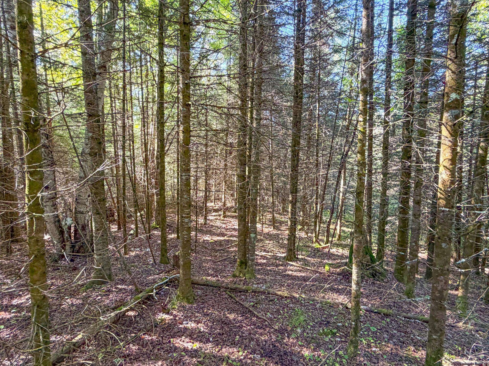 N13361 Hicks Landing Road Property Photo 46
