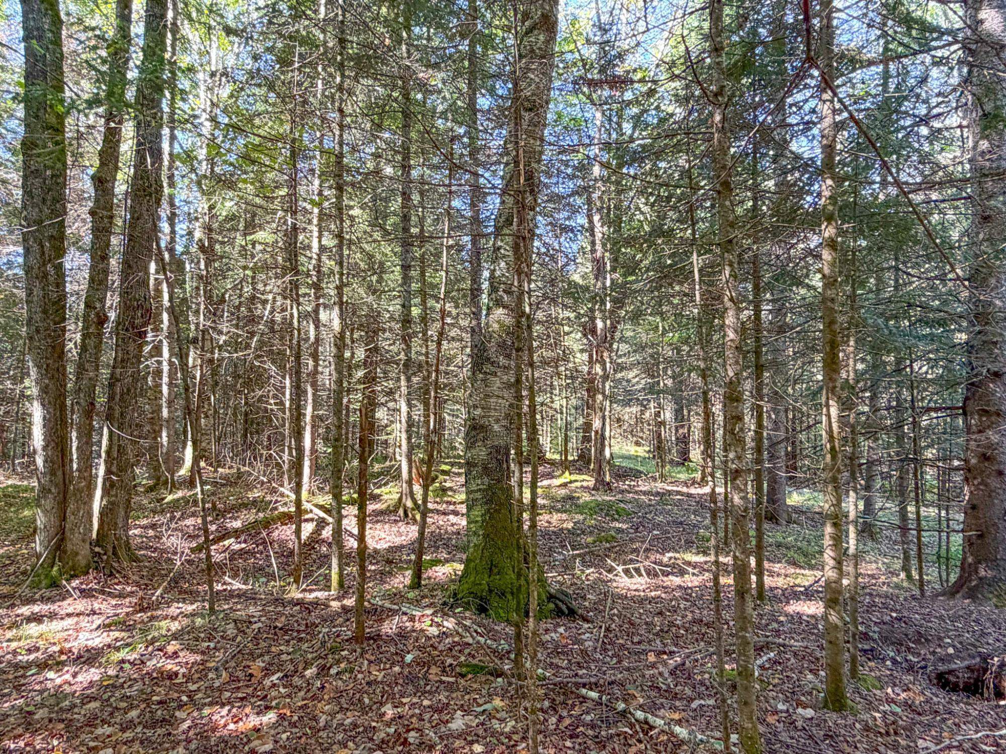 N13361 Hicks Landing Road Property Photo 49