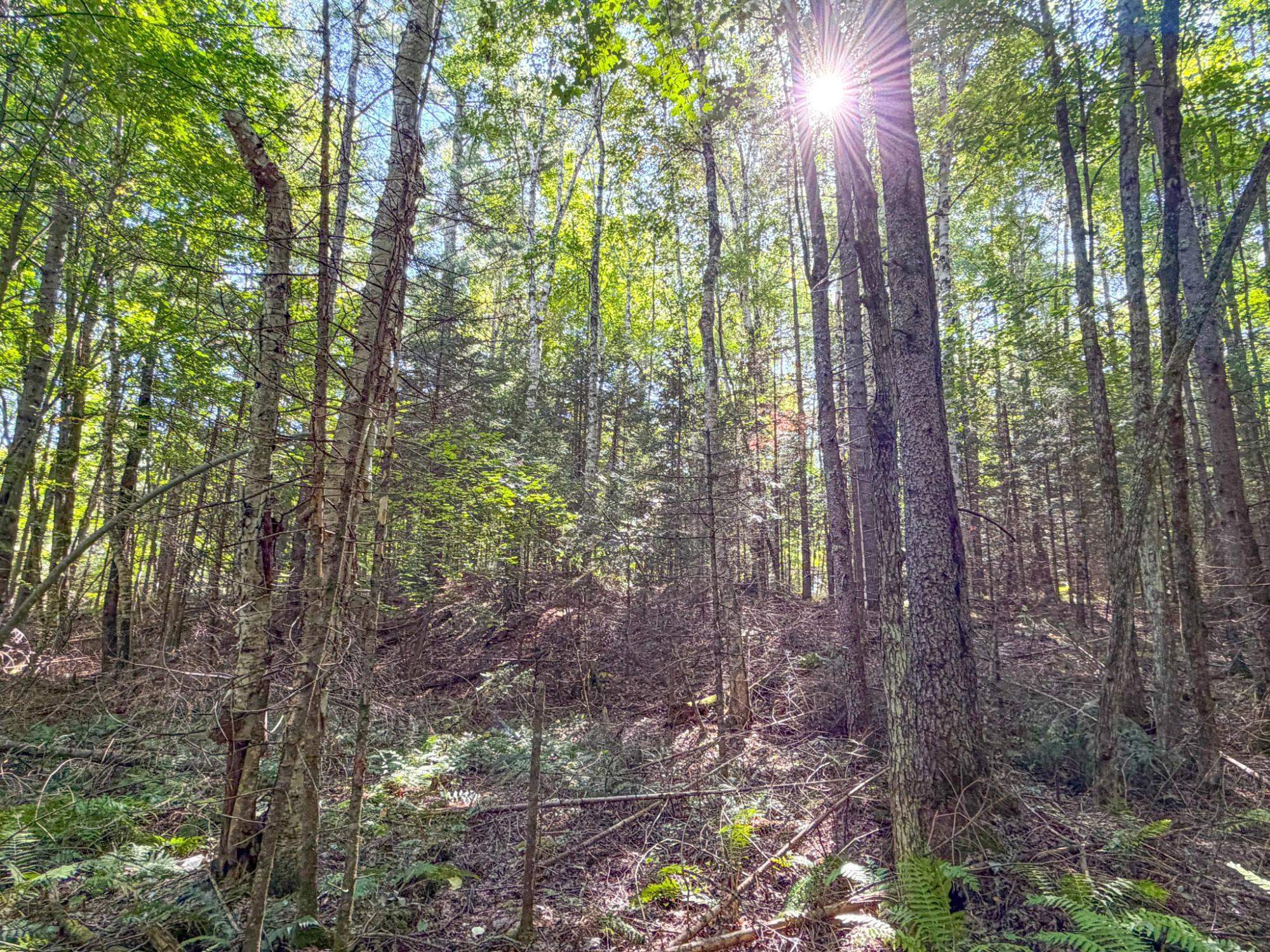 N13361 Hicks Landing Road Property Photo 50